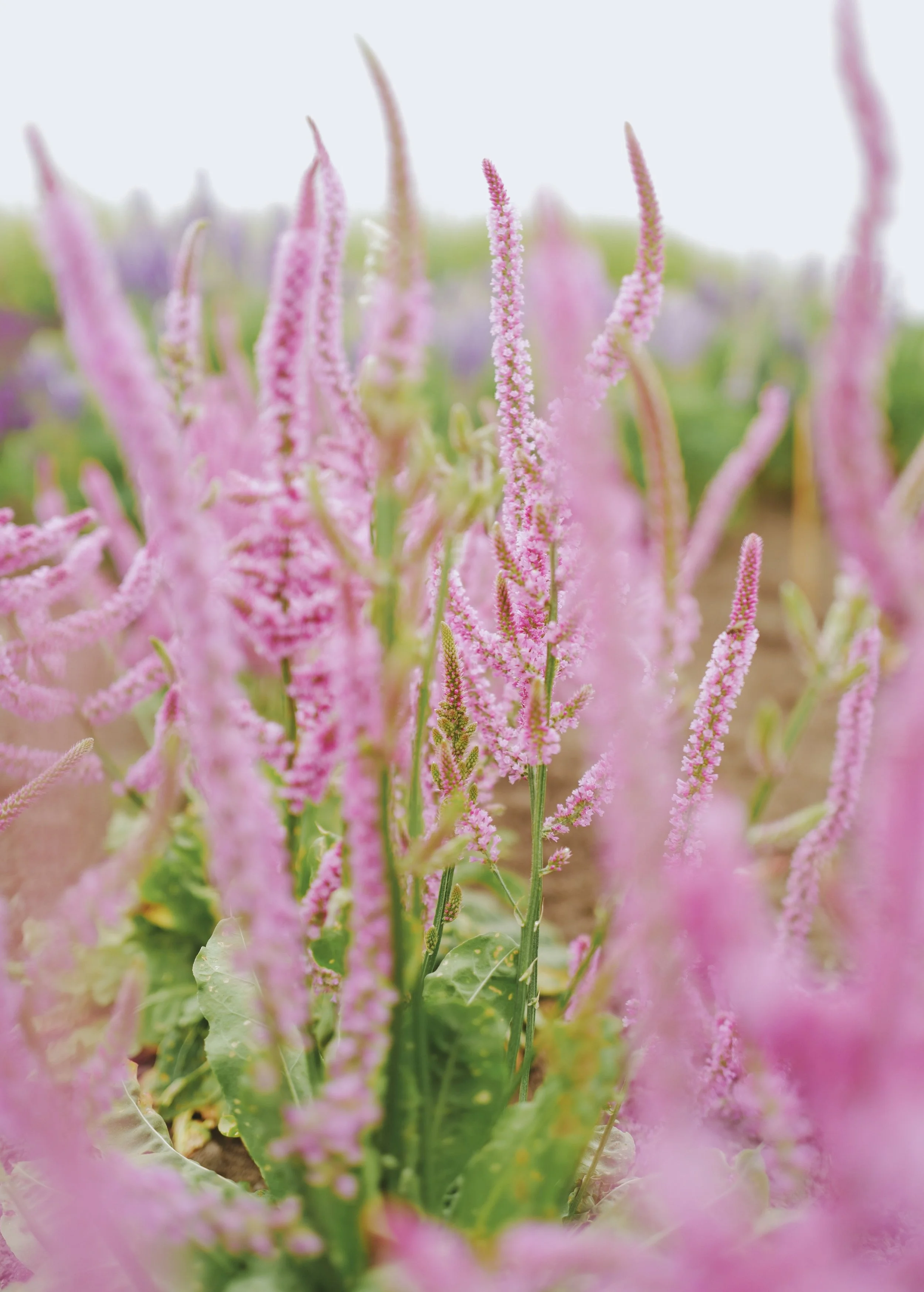 Limonium ‘Pink Pokers'