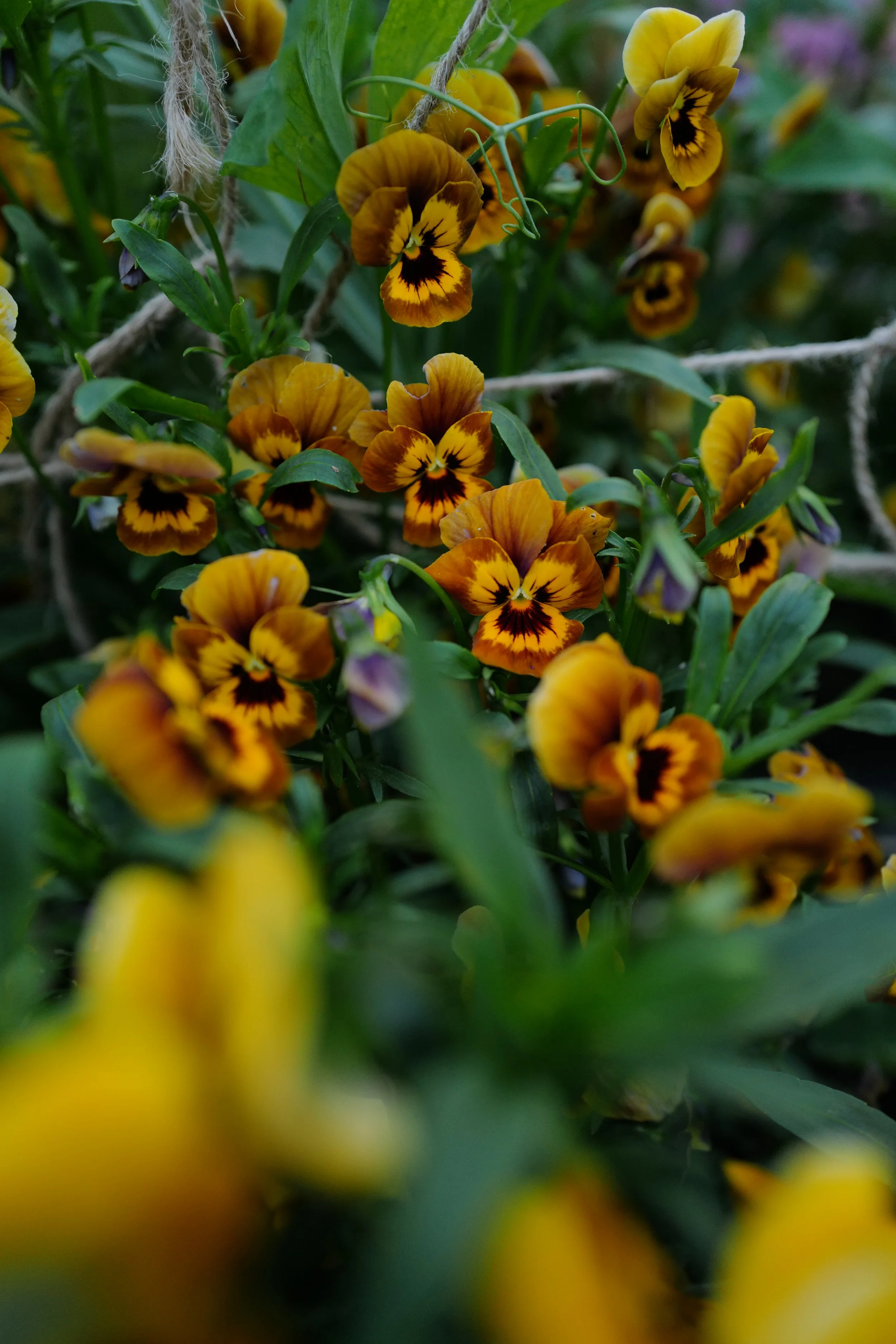 caramel bronze lilac55.JPG