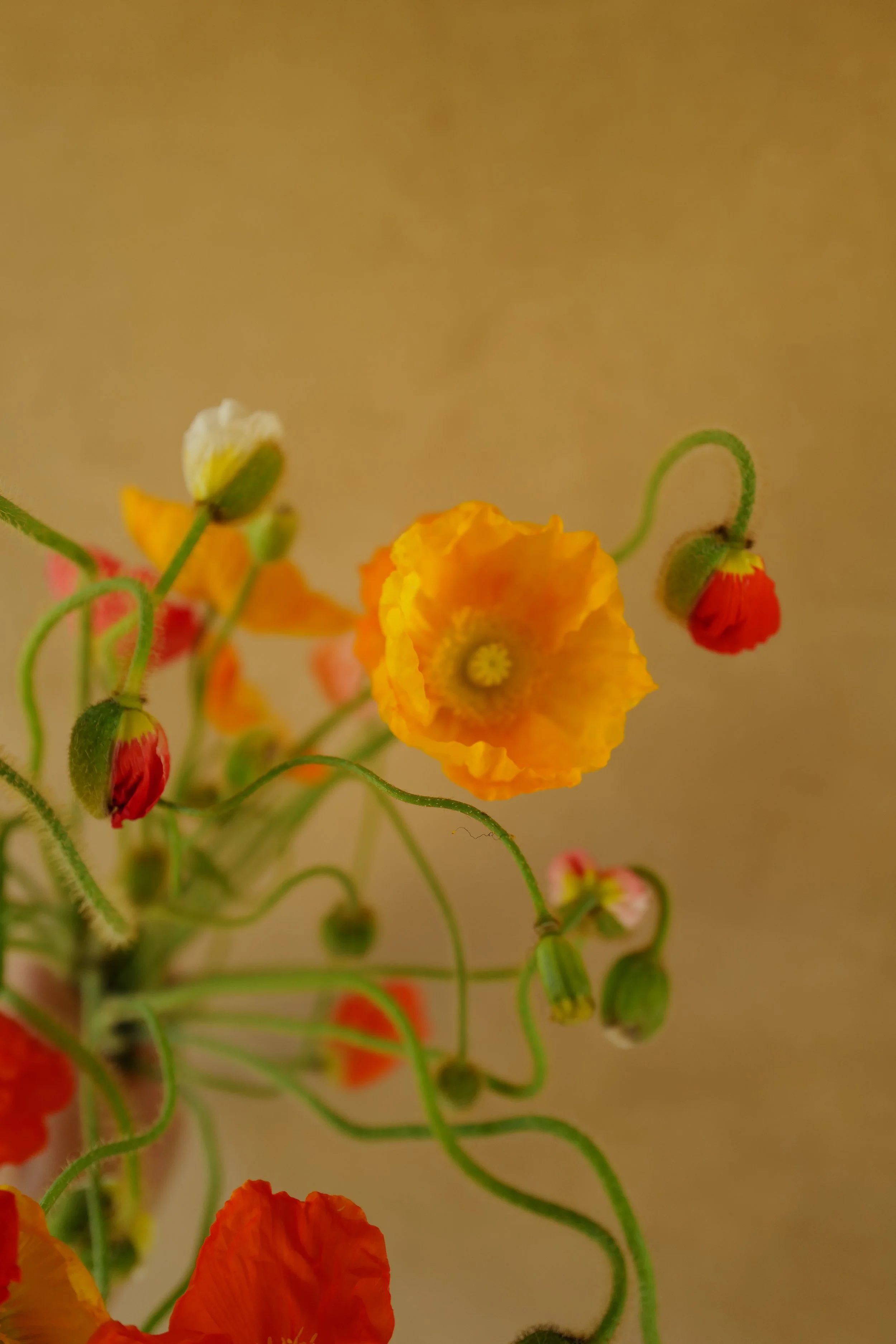 Poppy 'Icelandic Garden Mix'