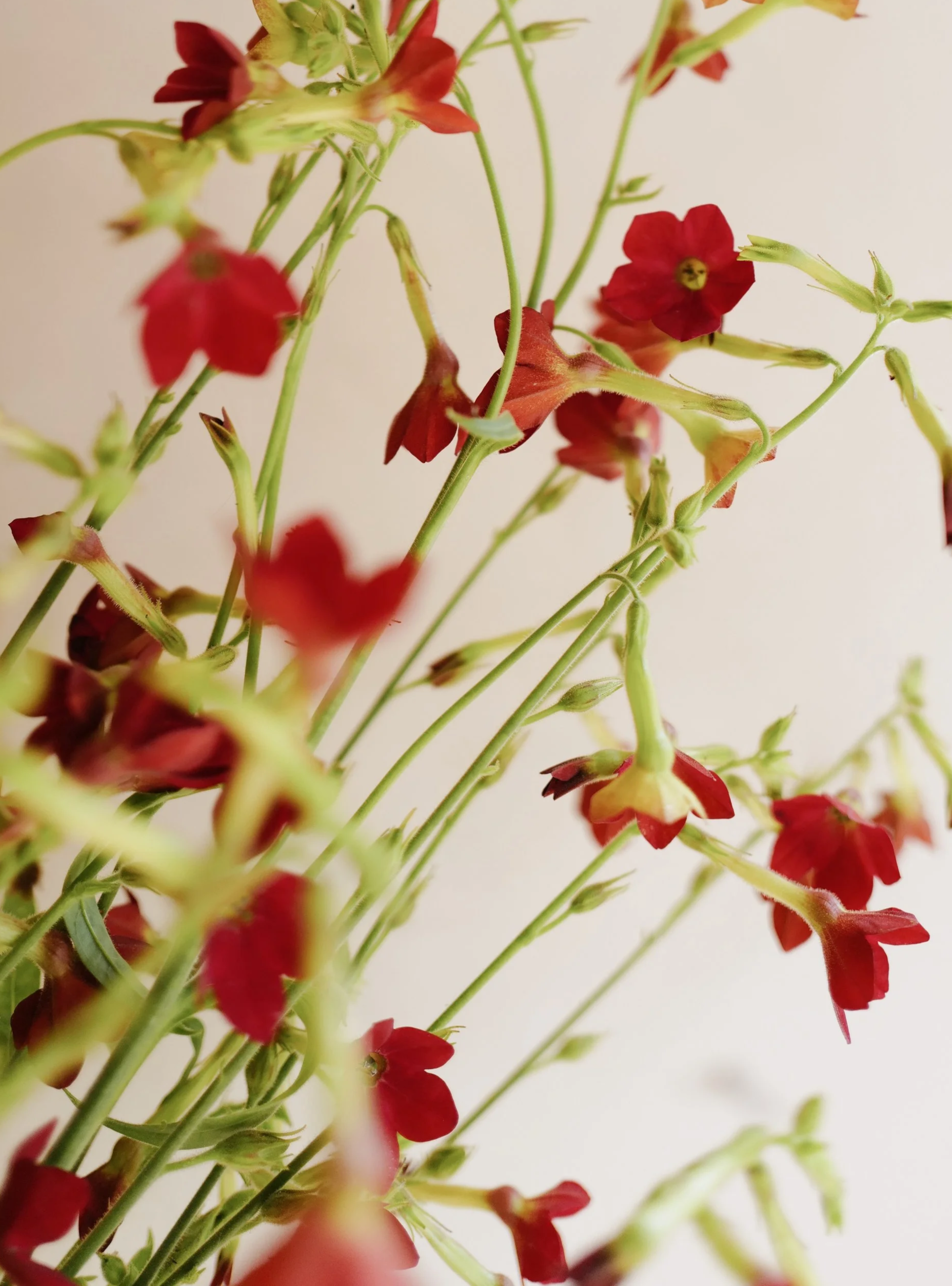 Nicotiana+Baby+Bella37.png