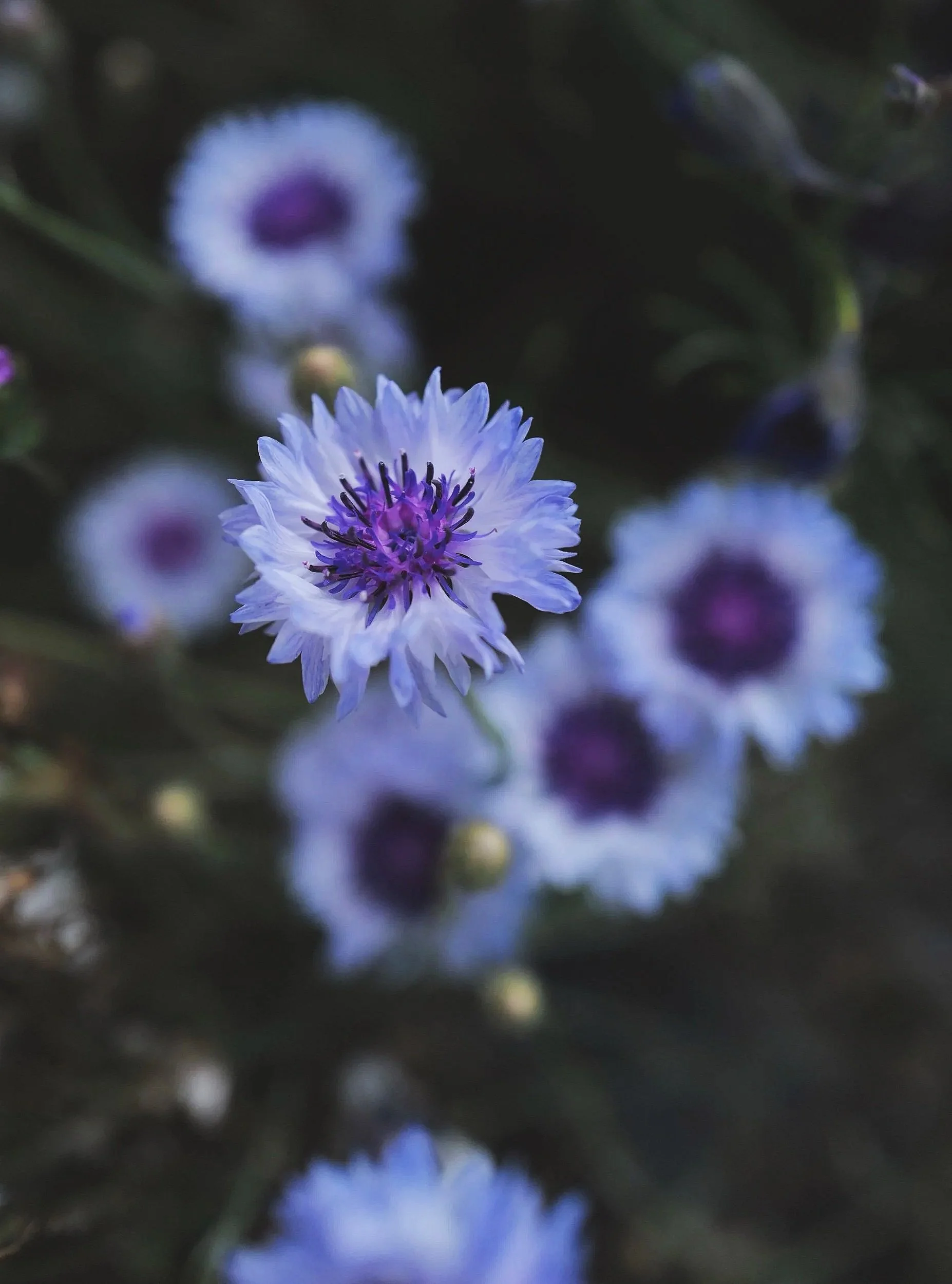 Cornflower ‘Classic Fantastic'