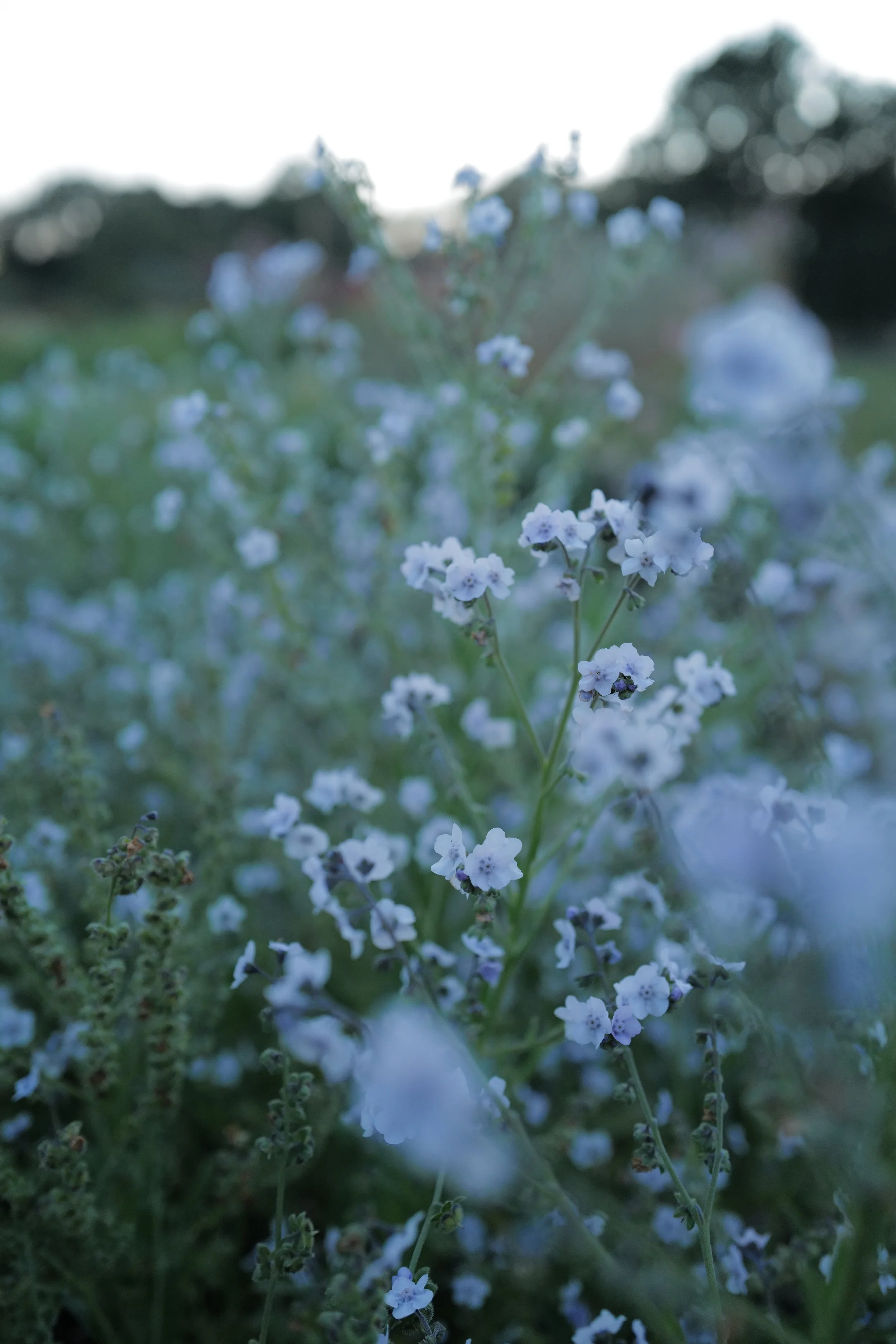 Cynoglossum 'Ms. Marilyn'