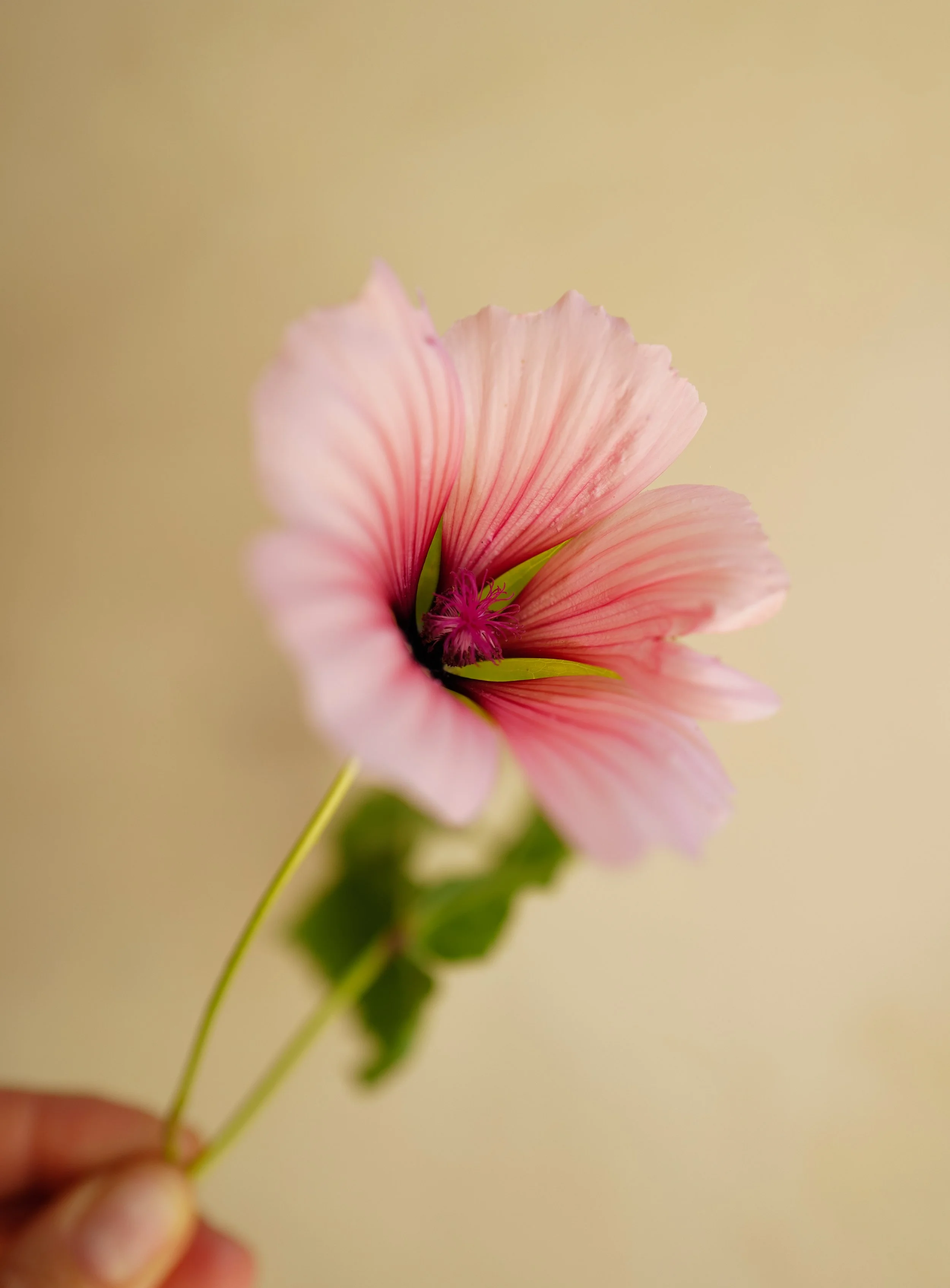 malope pink shells38.jpg