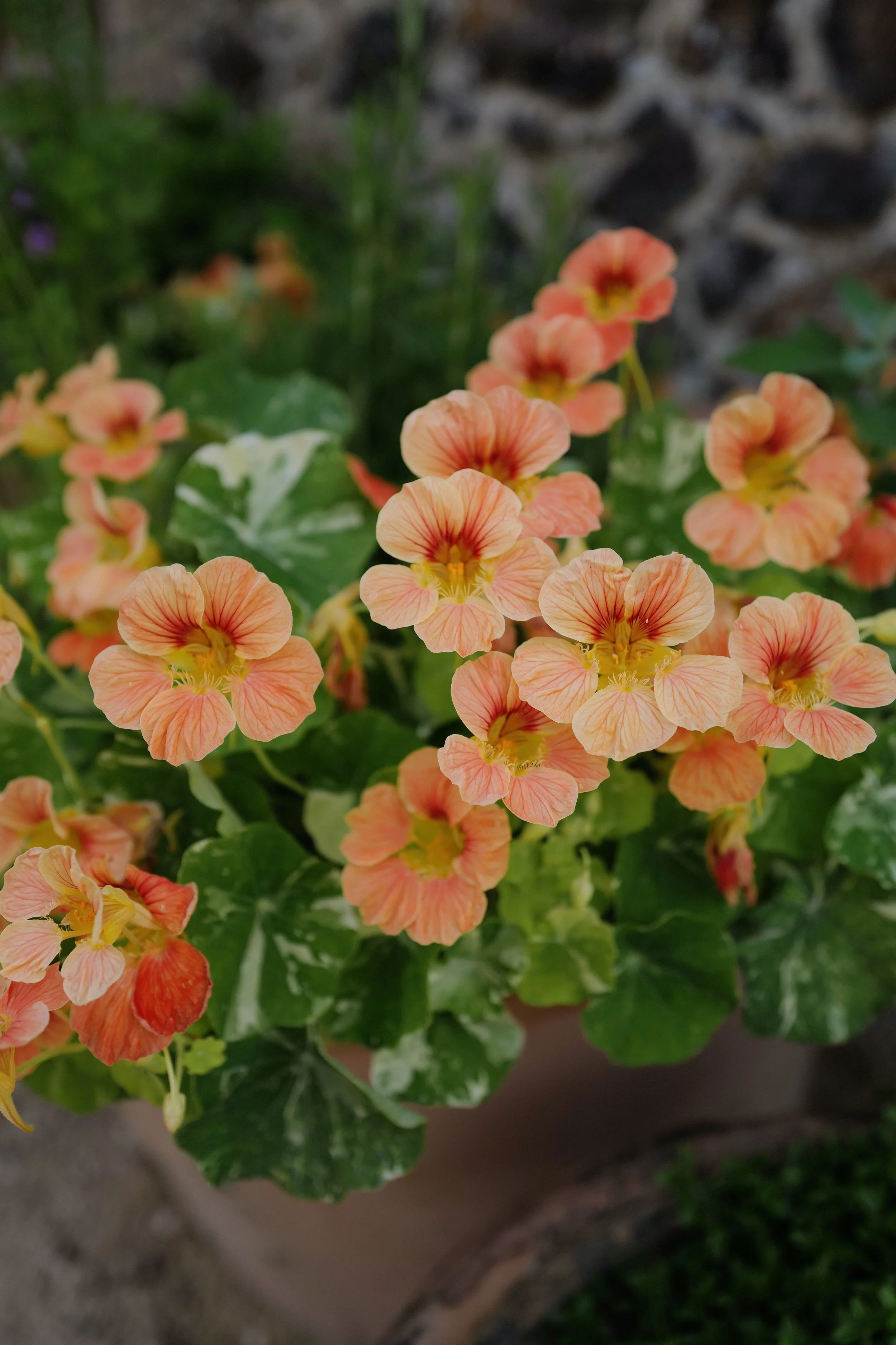Nasturtium ‘Alaska Salmon'