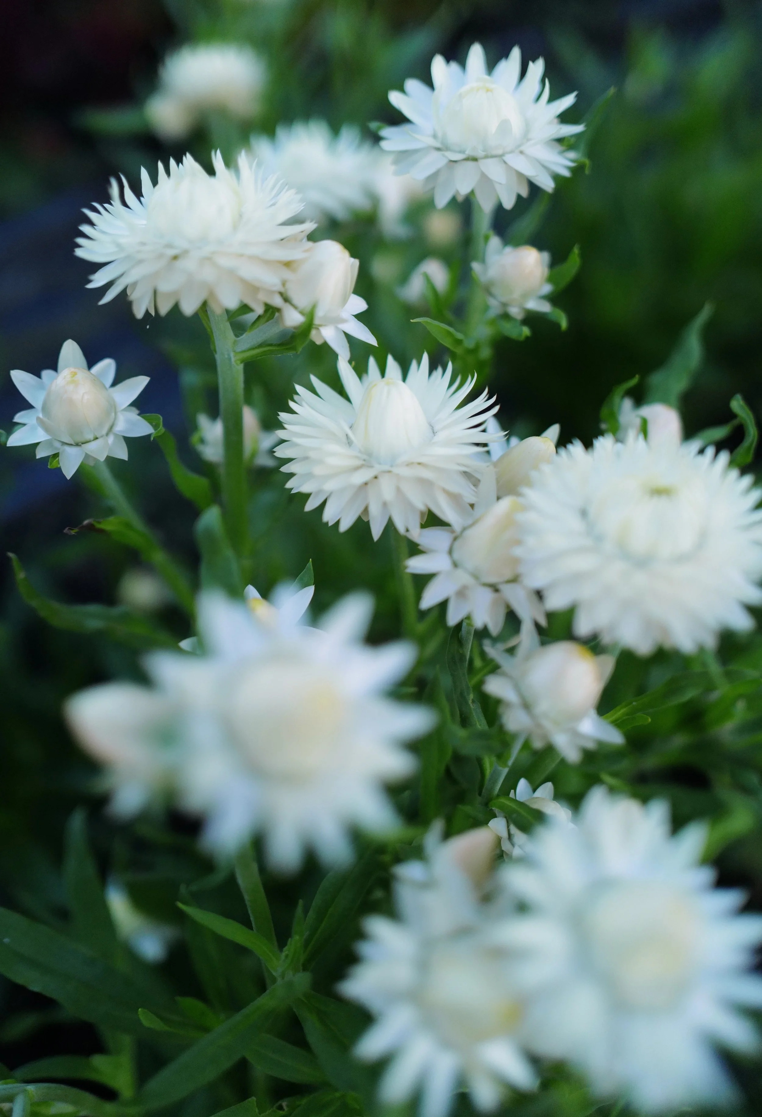 Strawflower ‘White’