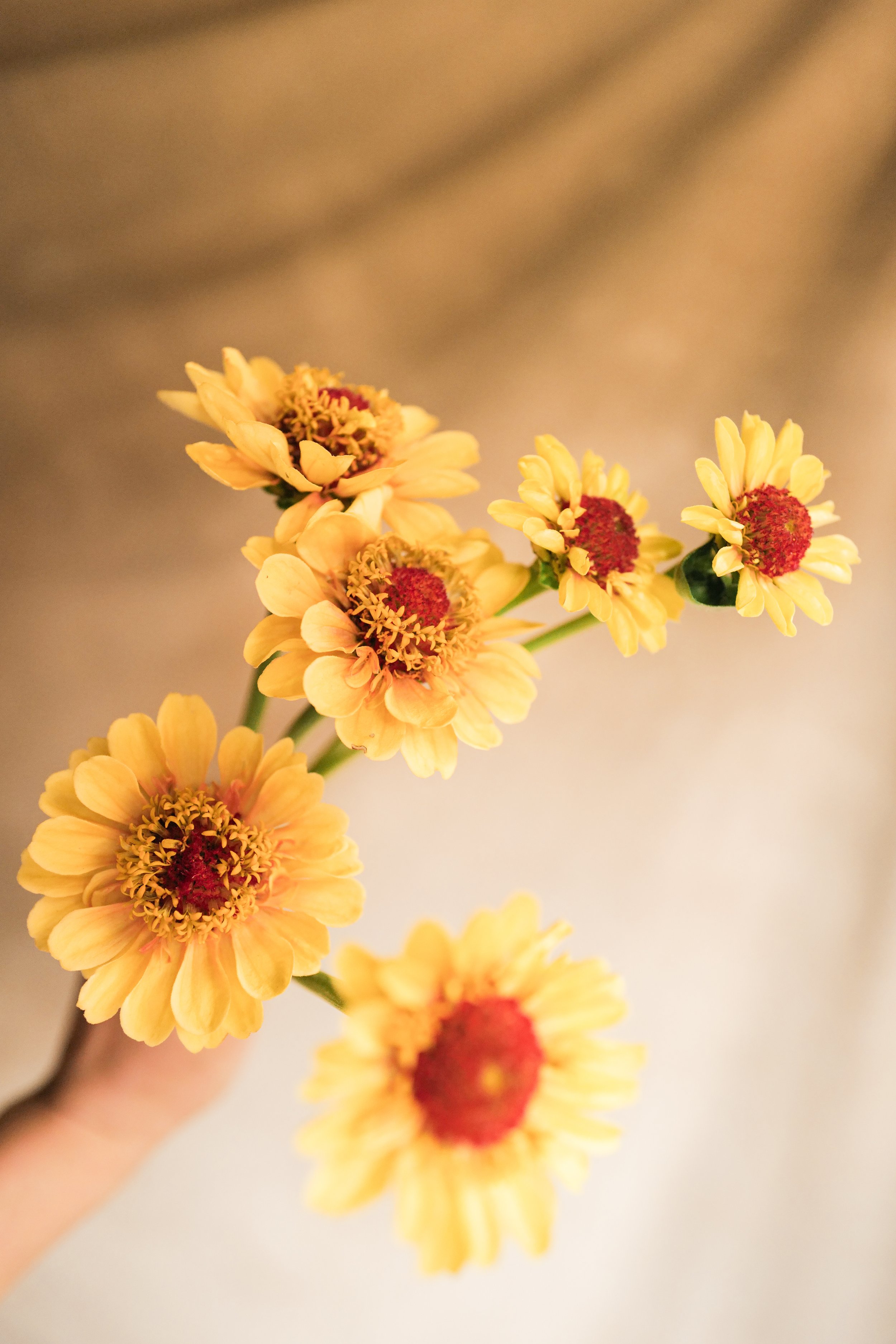 zinnia queeny lemon peach2.jpg