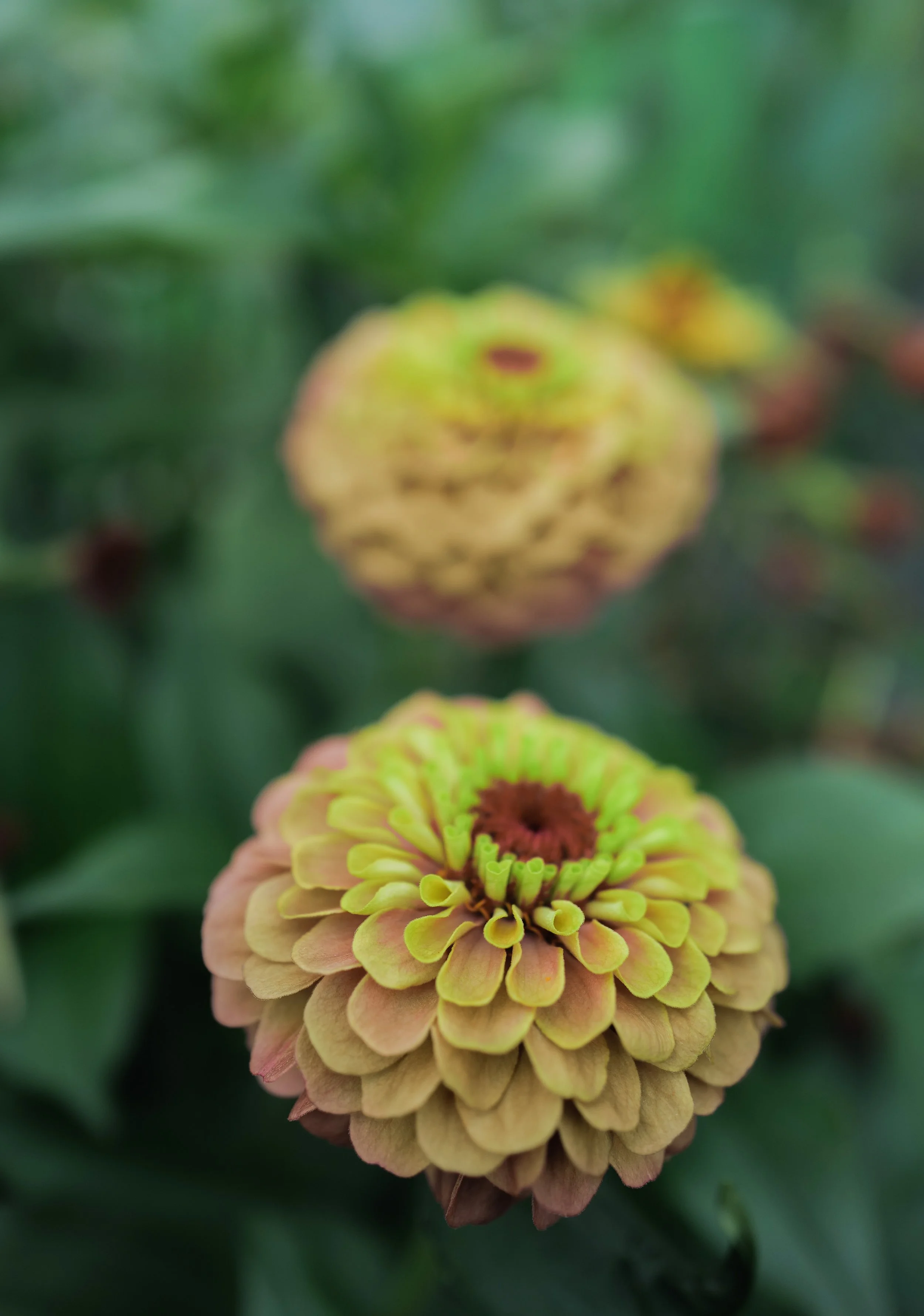 Zinnia ‘Queeny Lime Blush’