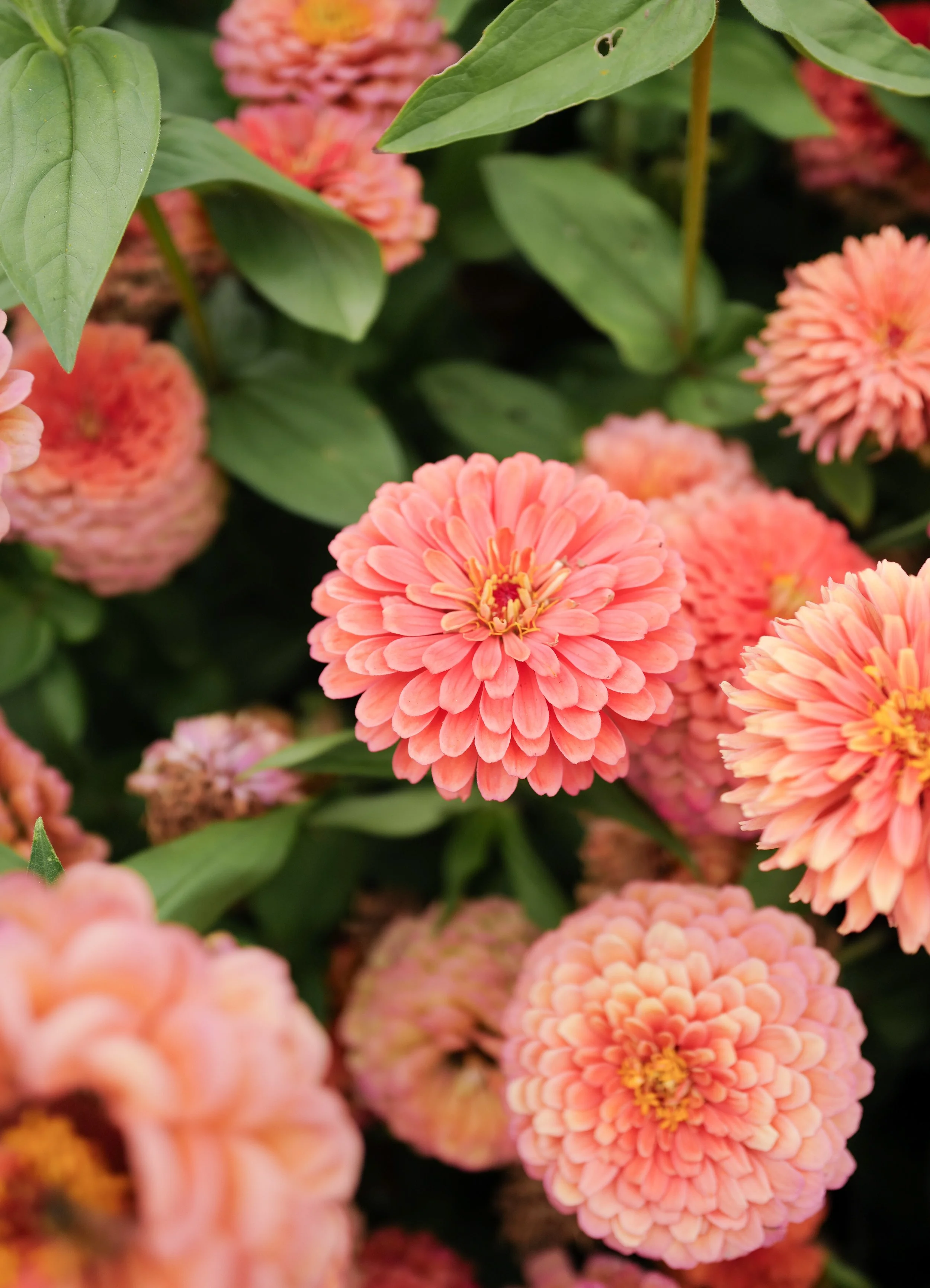 zinnia salmon rose1.jpg