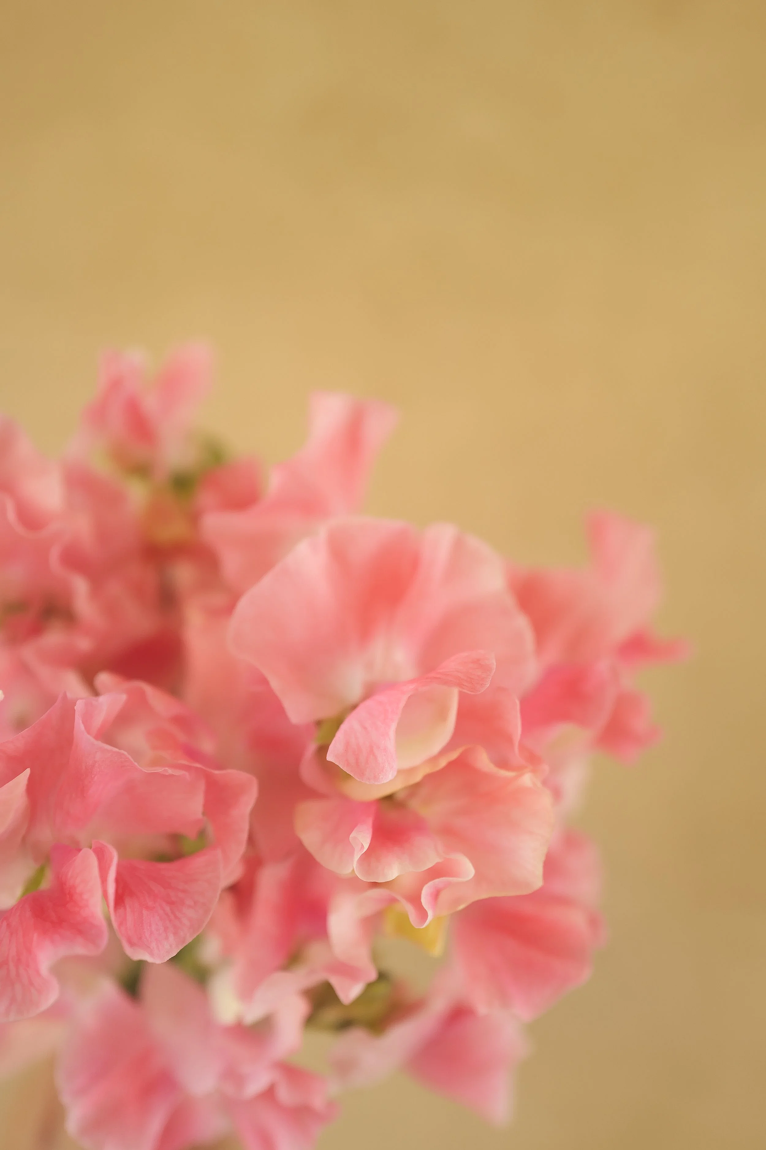 L1520706.png