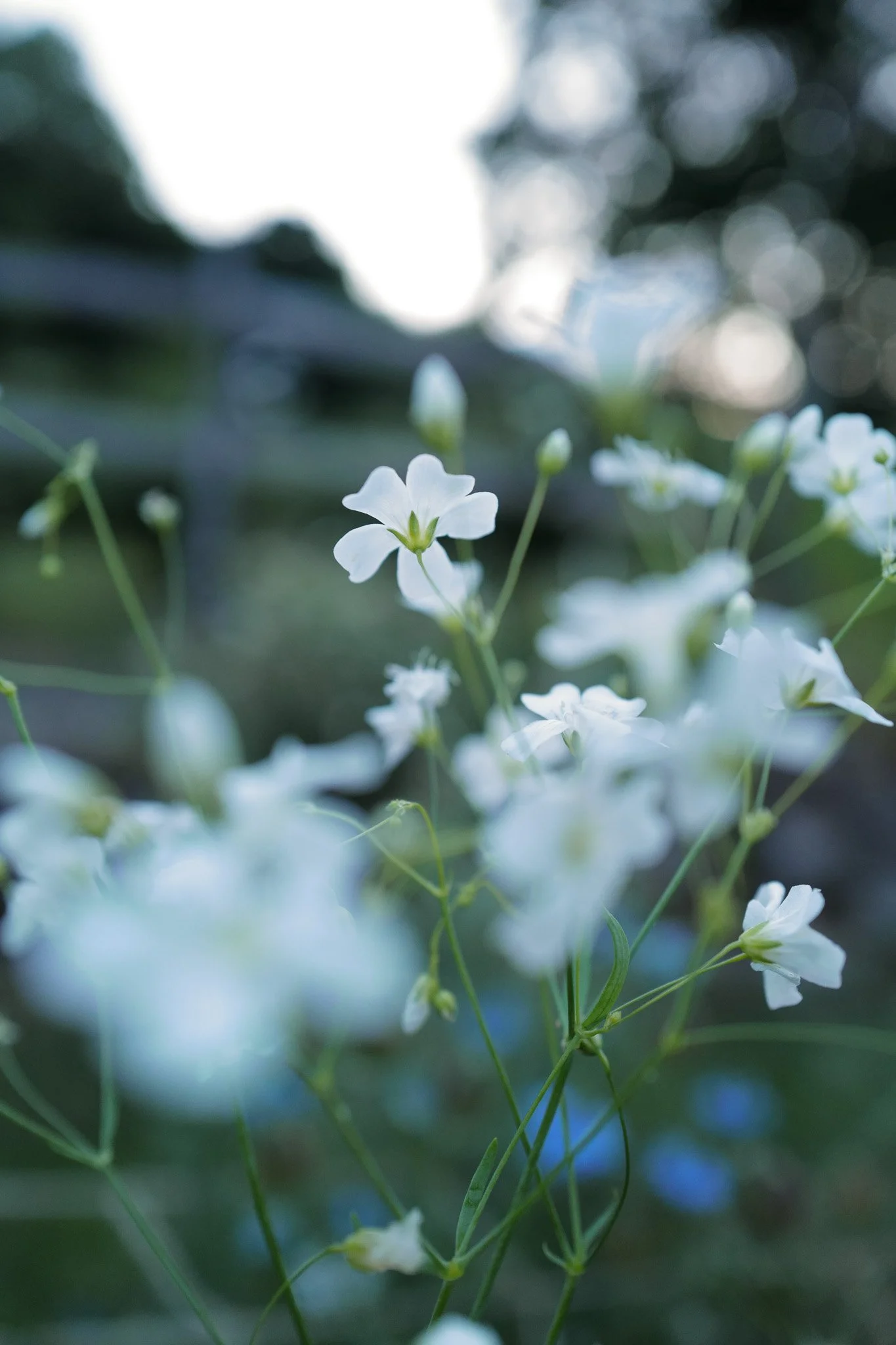 gypsophilia18.jpg