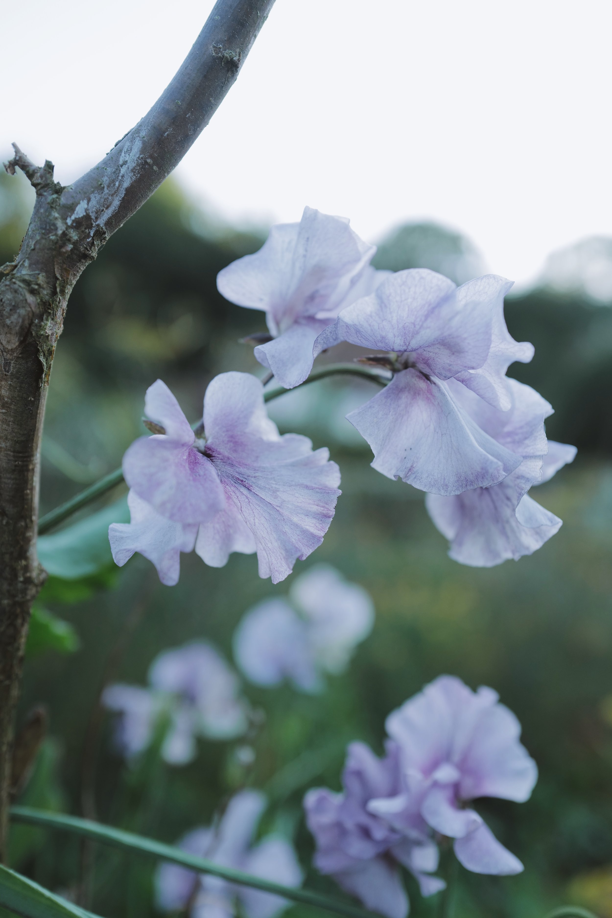 David Tostevin Sweet Pea Dappled Silver Specialty UK English Sweetpeas