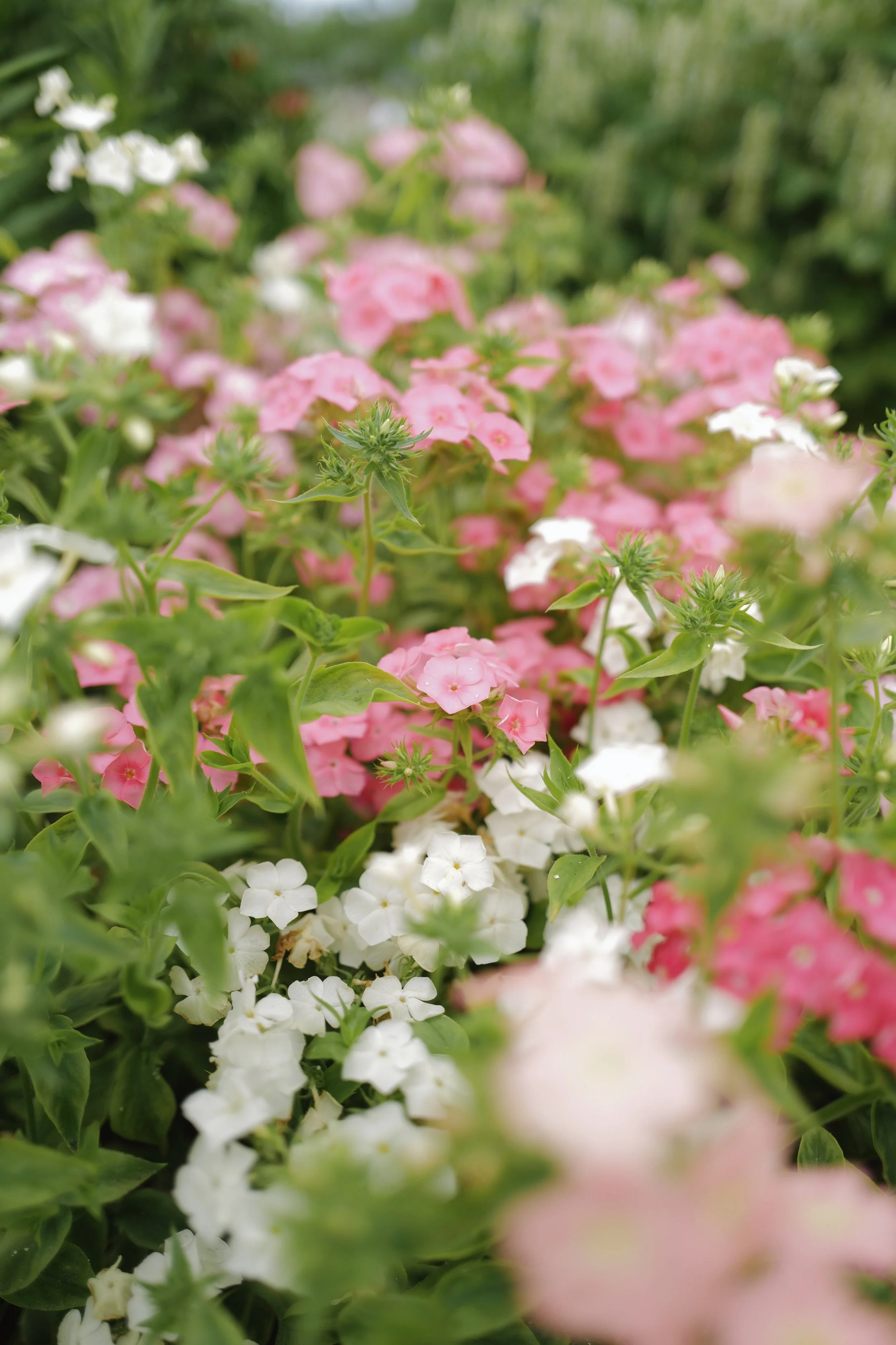 phlox coral reef11.jpeg