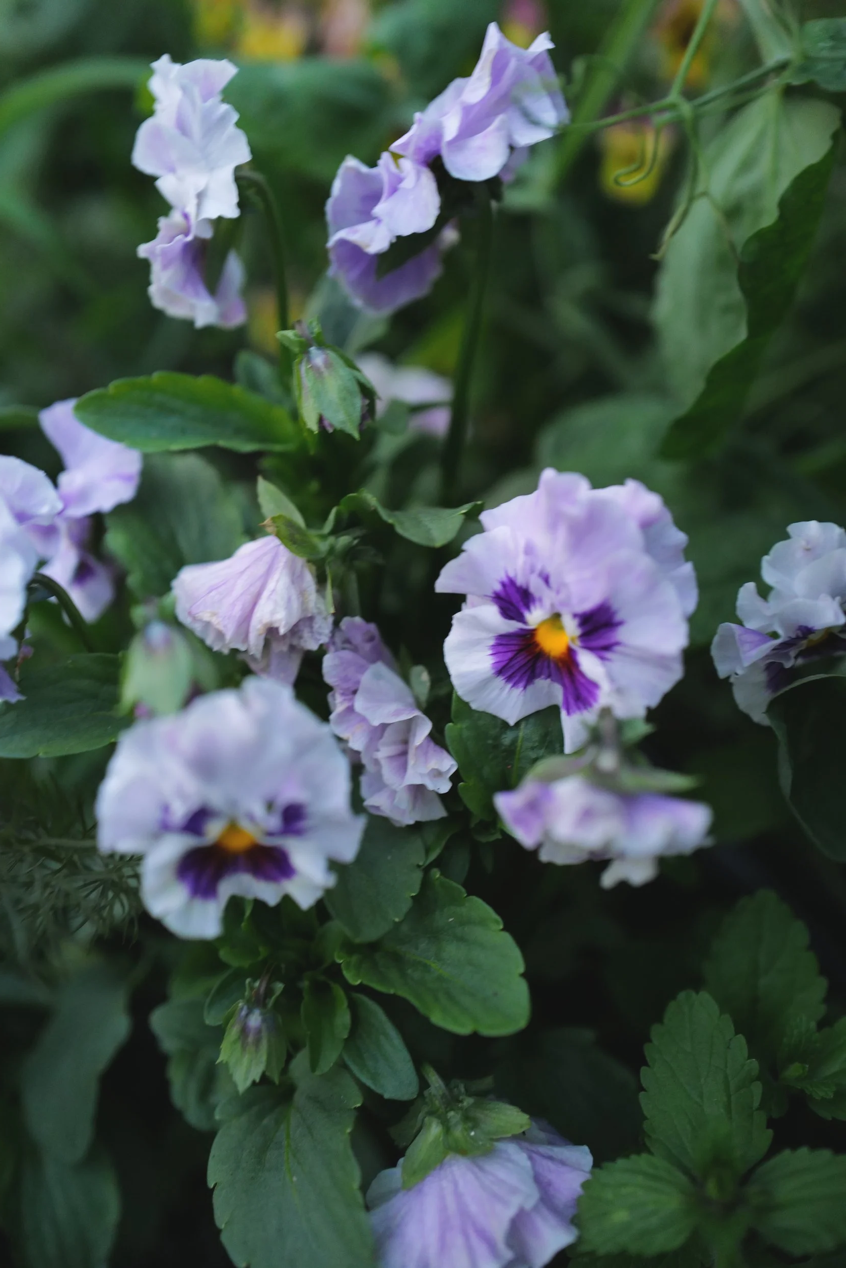 viola-sweet-pea-mix13+%281%29.png