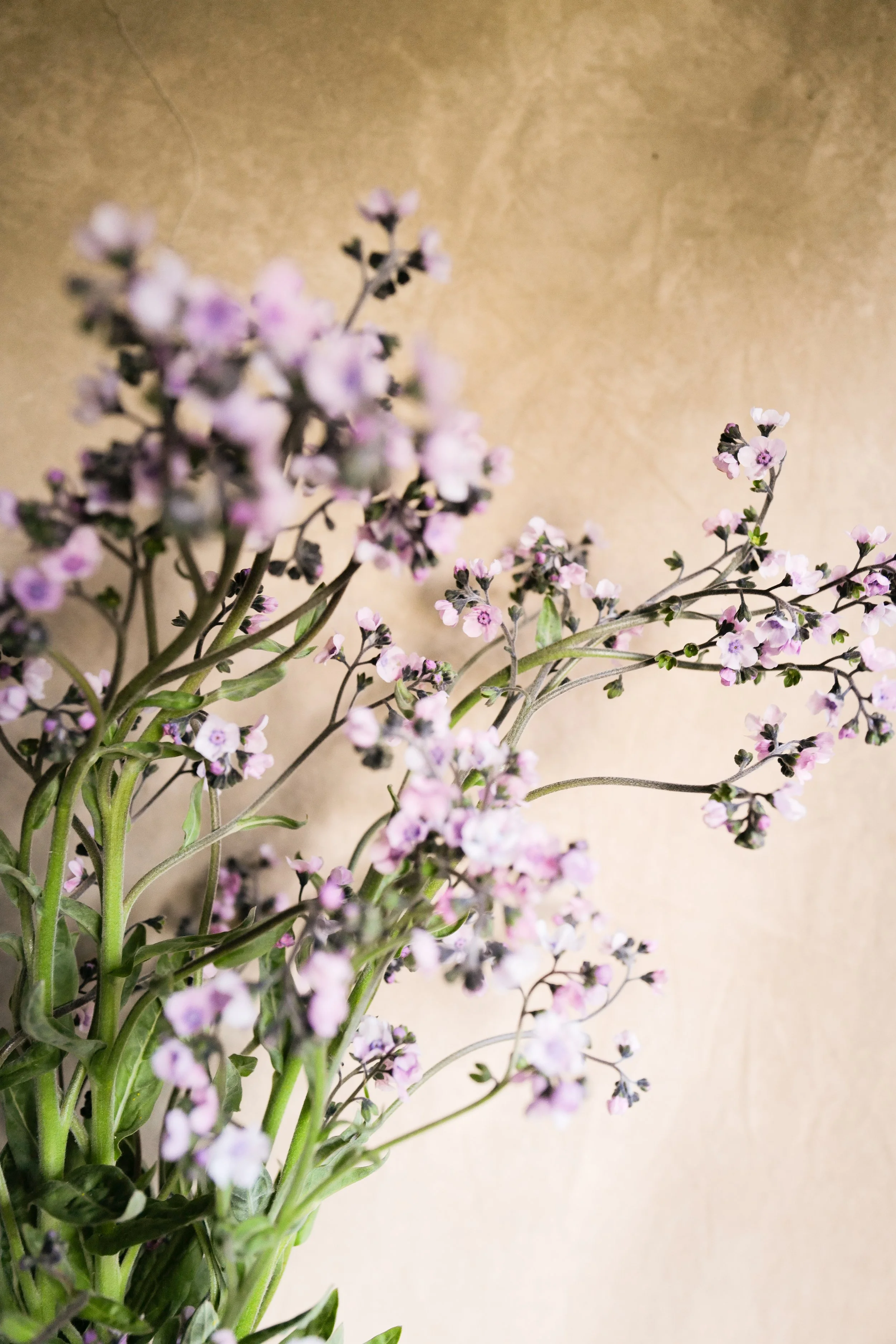 Cynoglossum 'Mystic Pink'