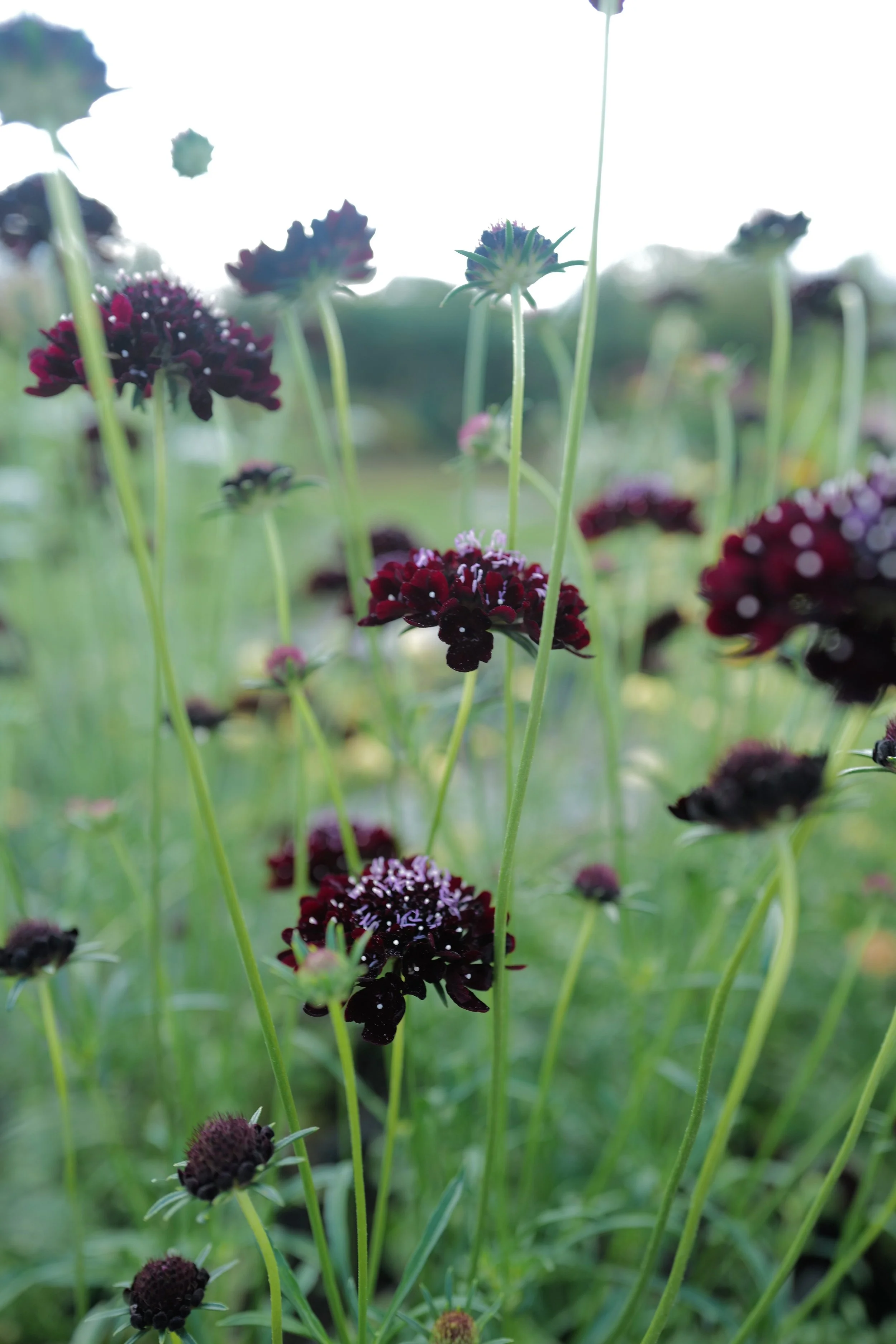 Scabiosa ‘Black Knight’