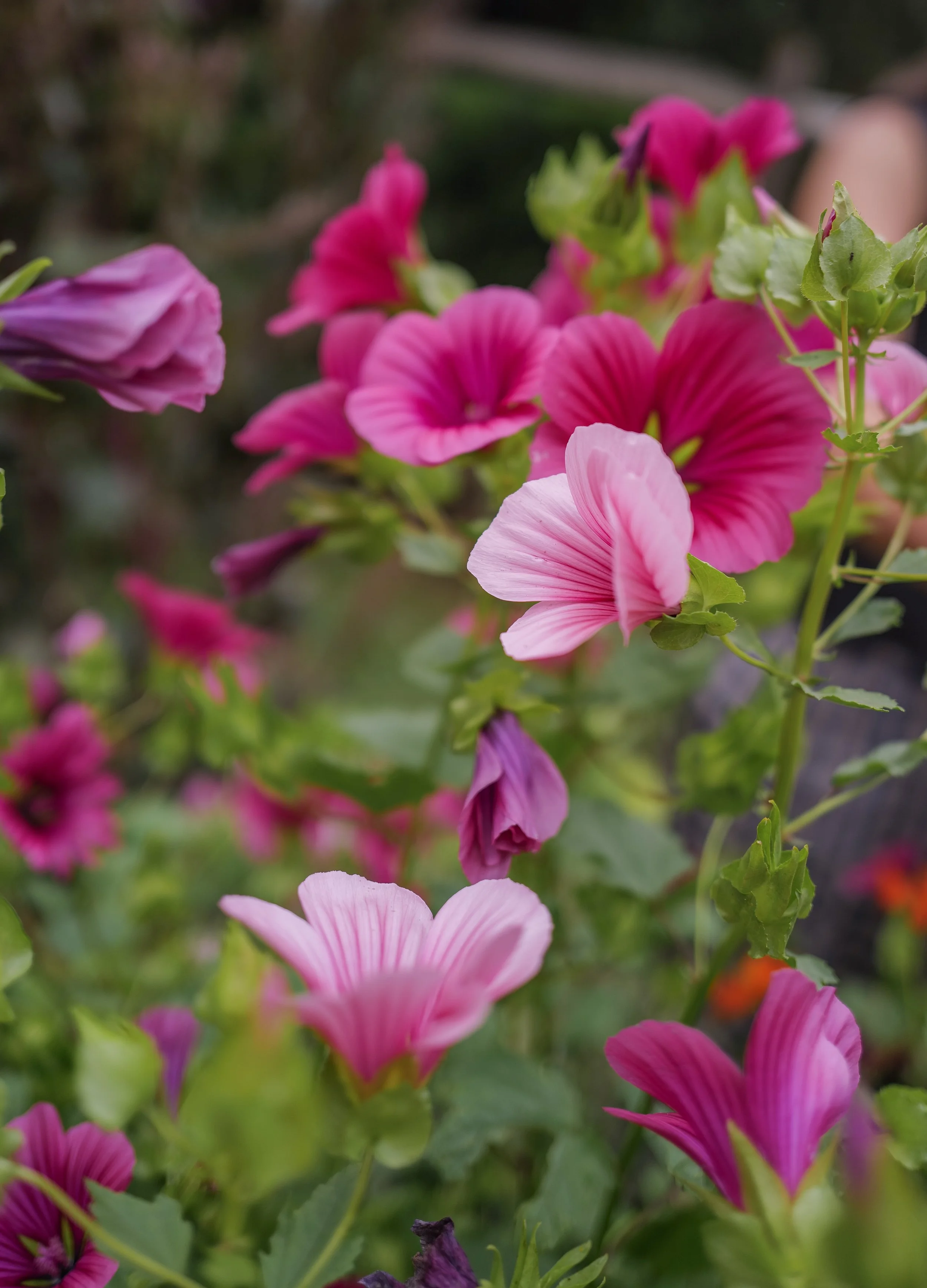 malope pink shells56.jpg