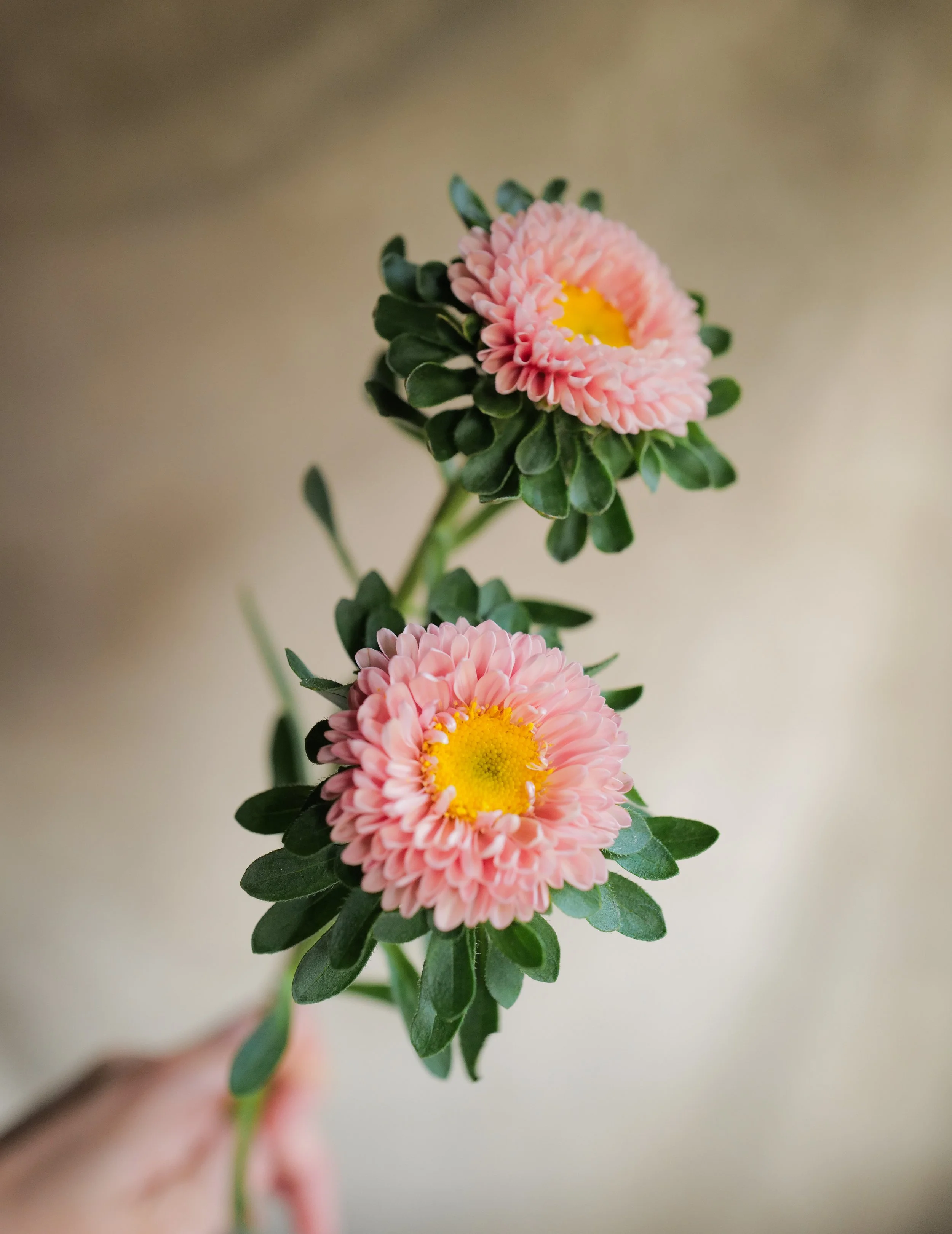 Aster masamuto apricot2.jpg