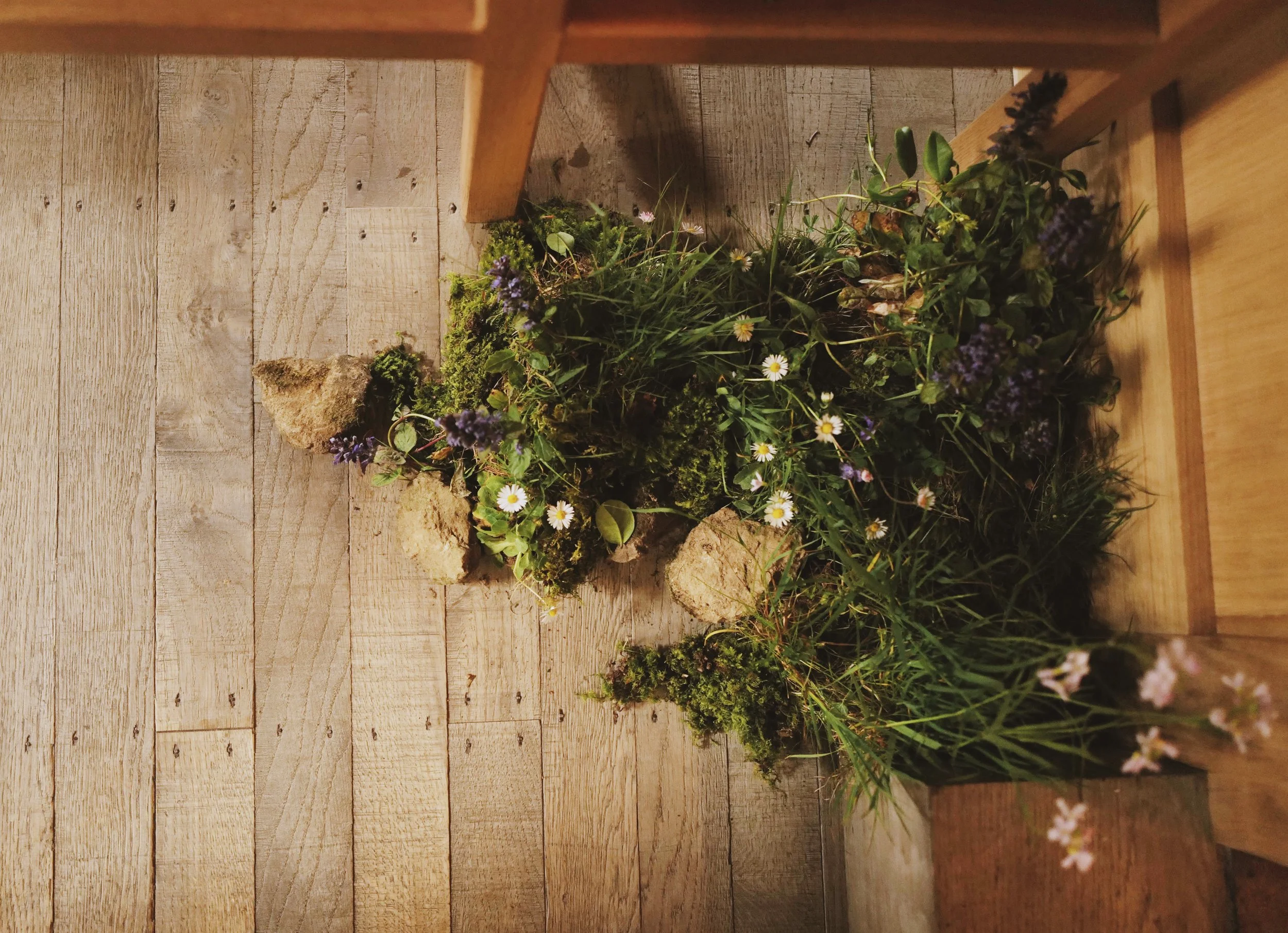 Indoor wooden floor with small patch of moss, grass, rocks, and wildflowers.