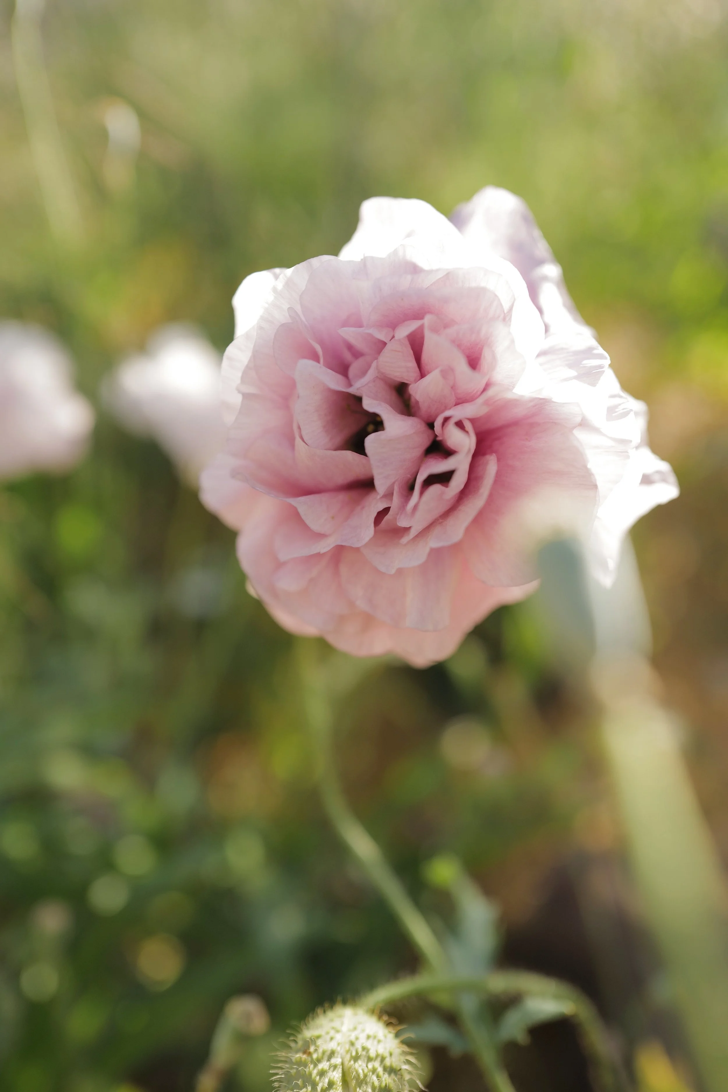 Poppy ‘Smoky Mix'