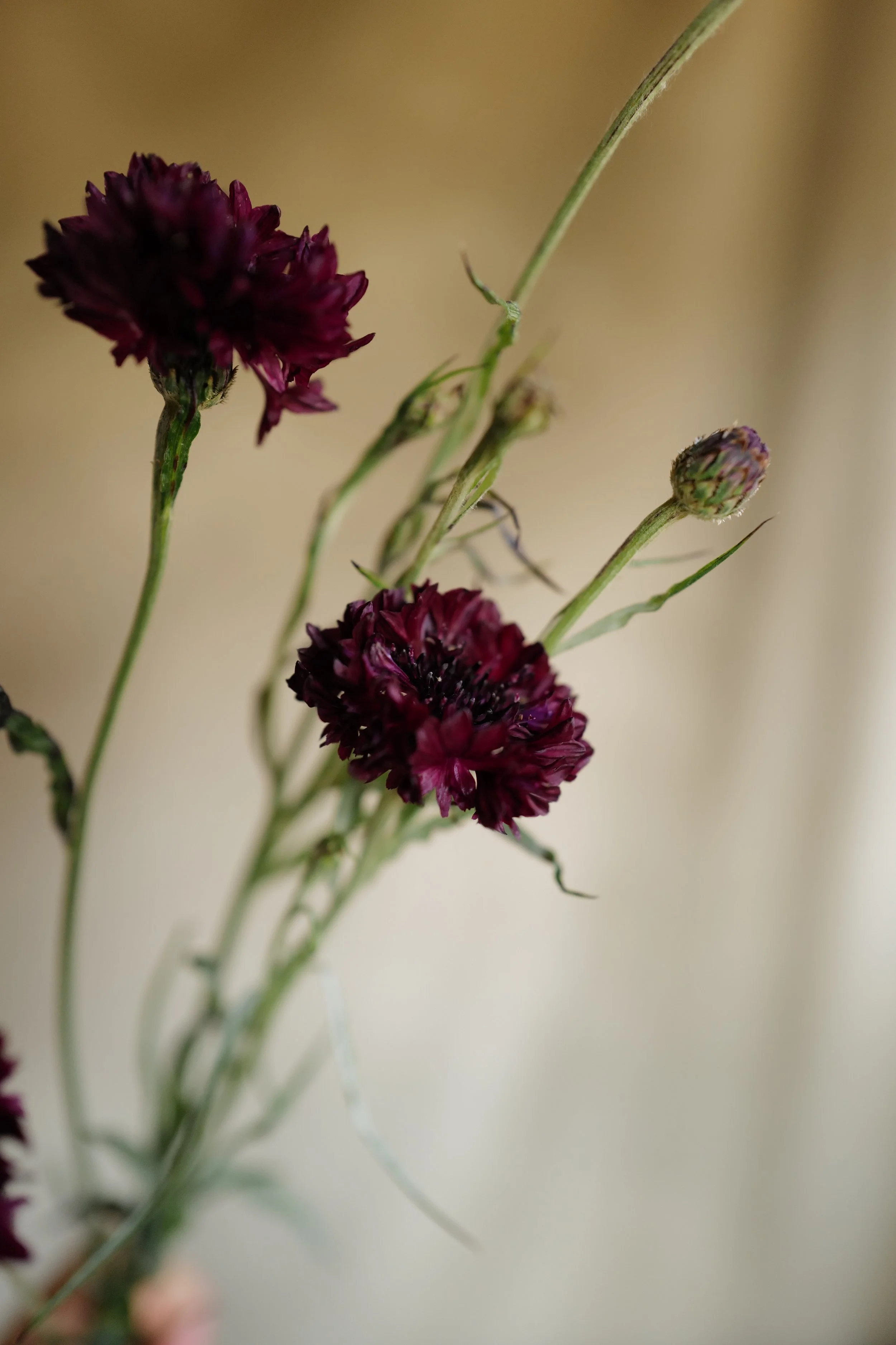 L1390730.JPG