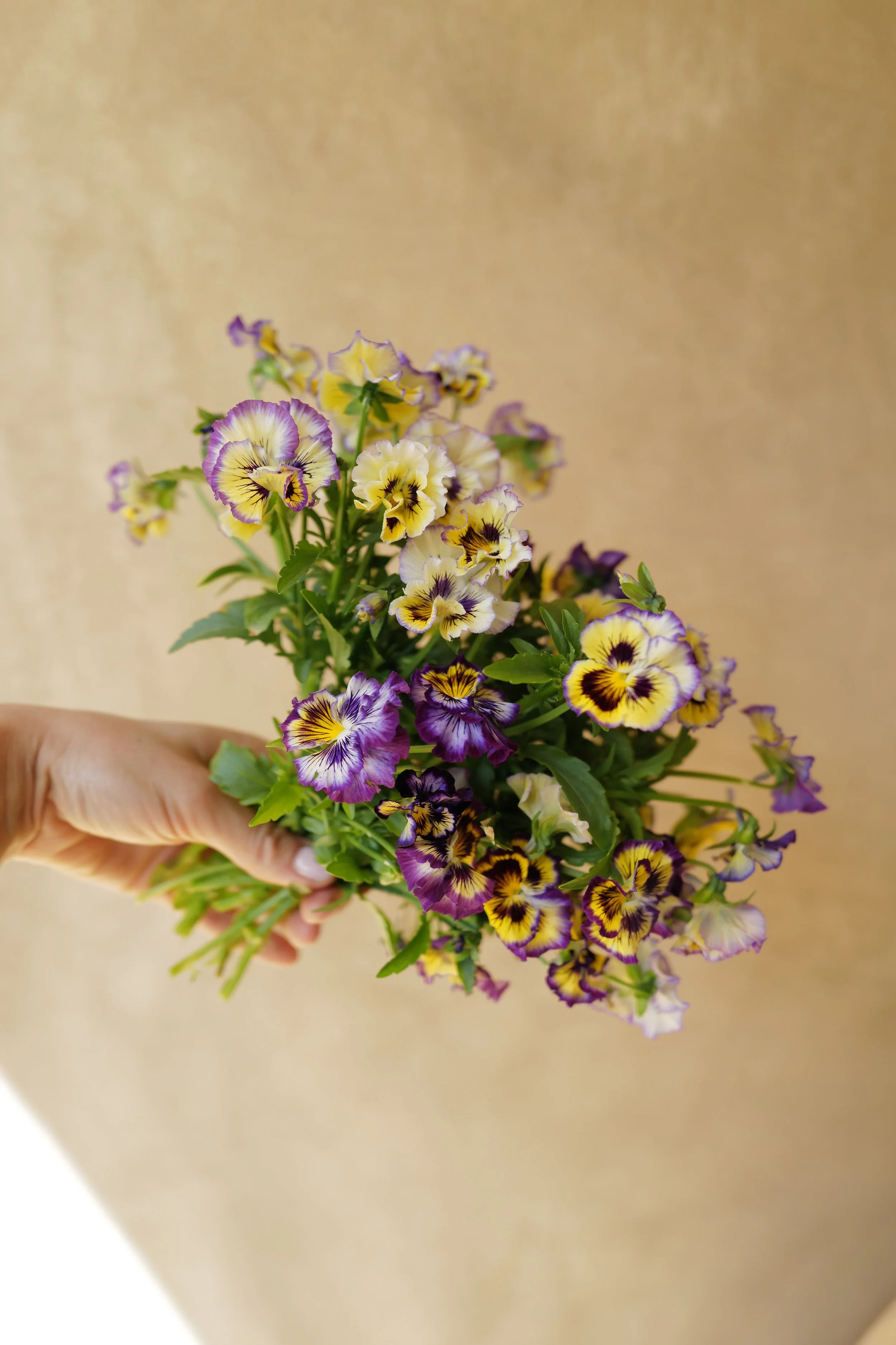 Viola 'Frizzle Sizzle Lemonberry'
