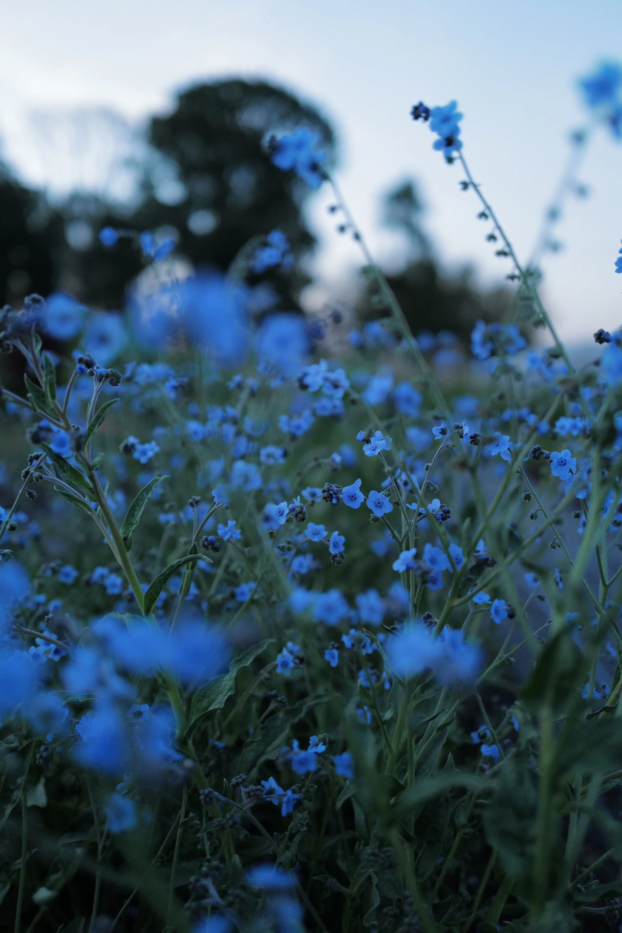L1580348.JPG