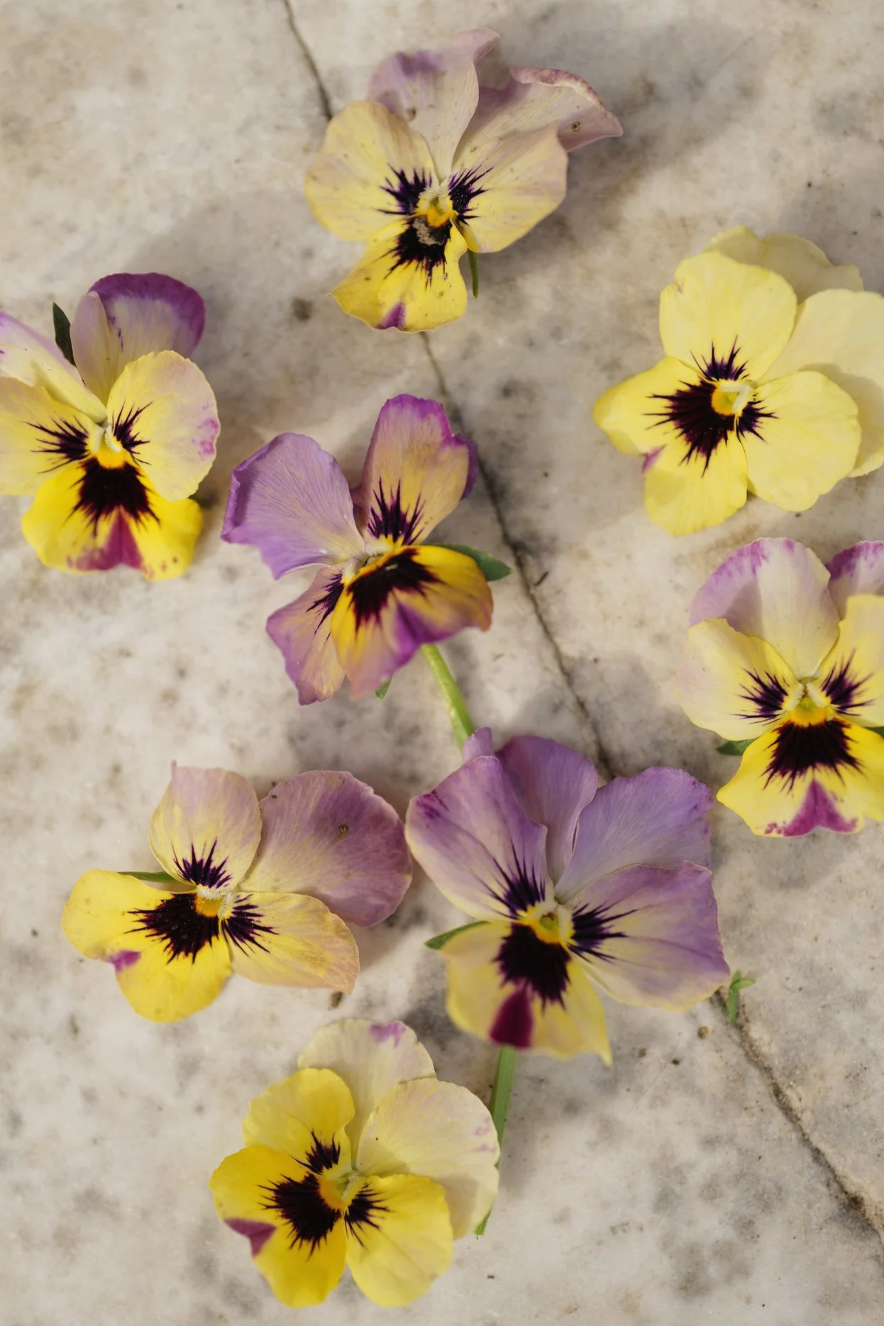 Viola 'Caramel Rose Shades'