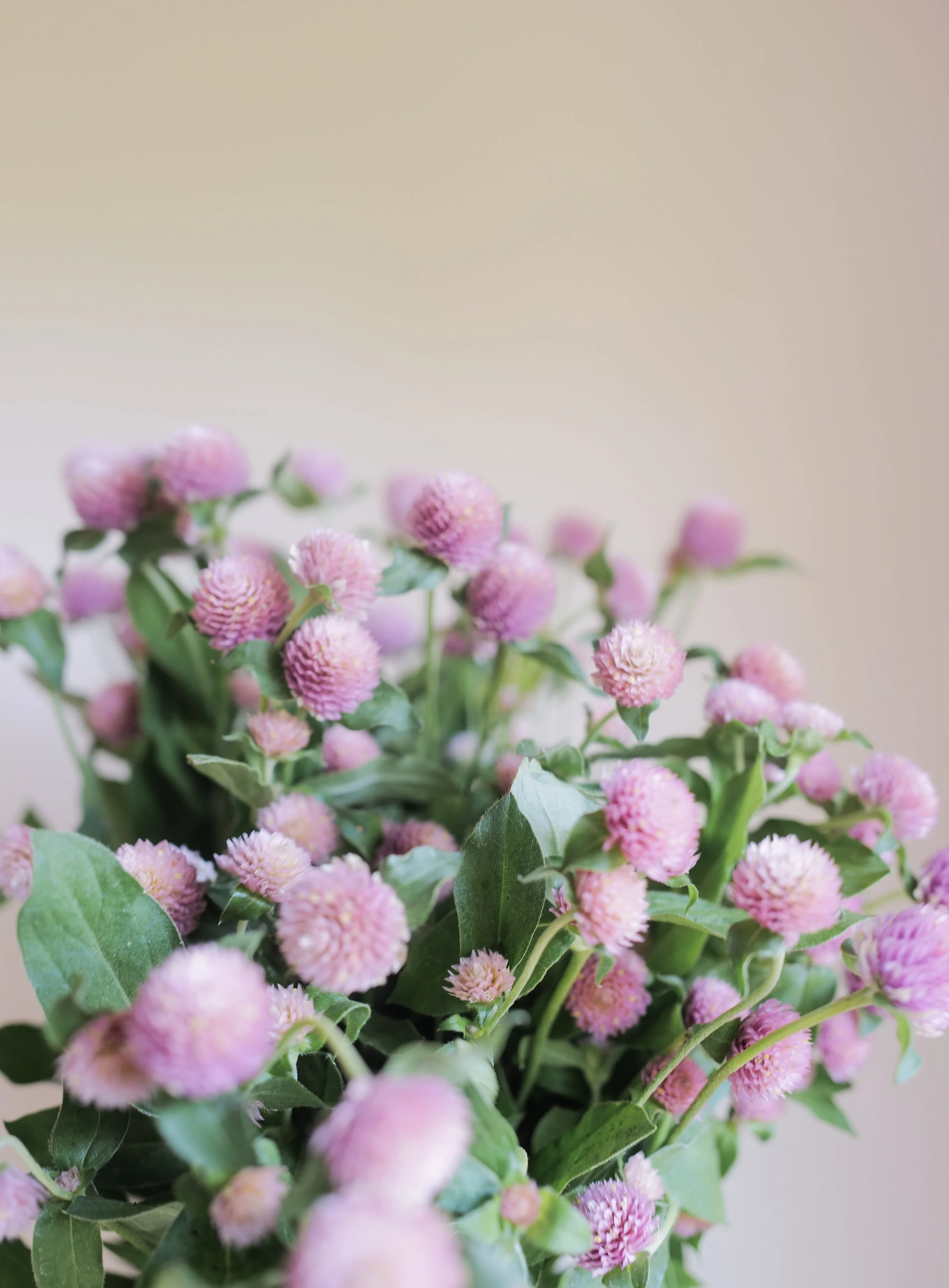 gomphrena rose45.jpg