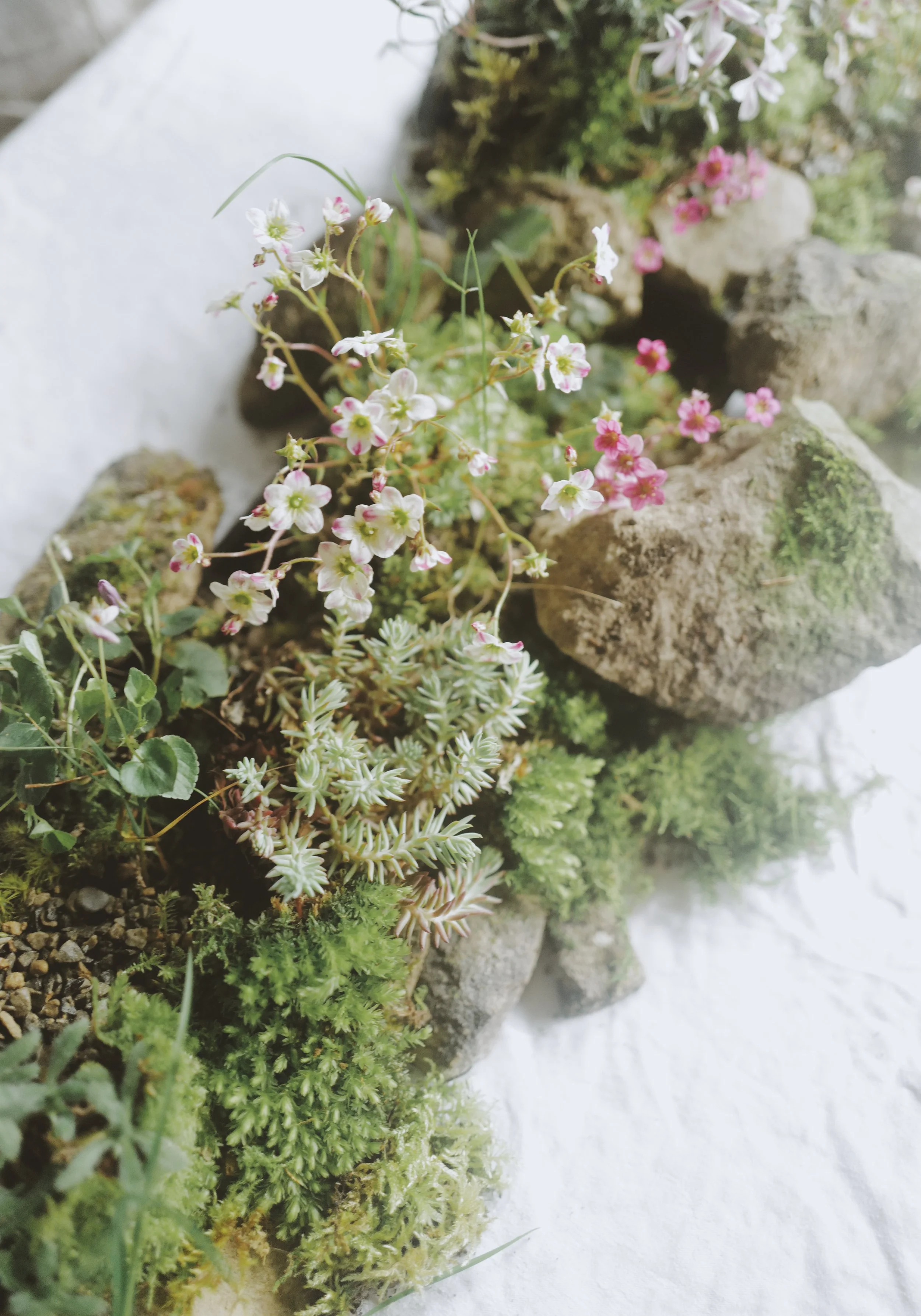 Close-up of small plants and pink flowers among rocks and moss on a white surface.
