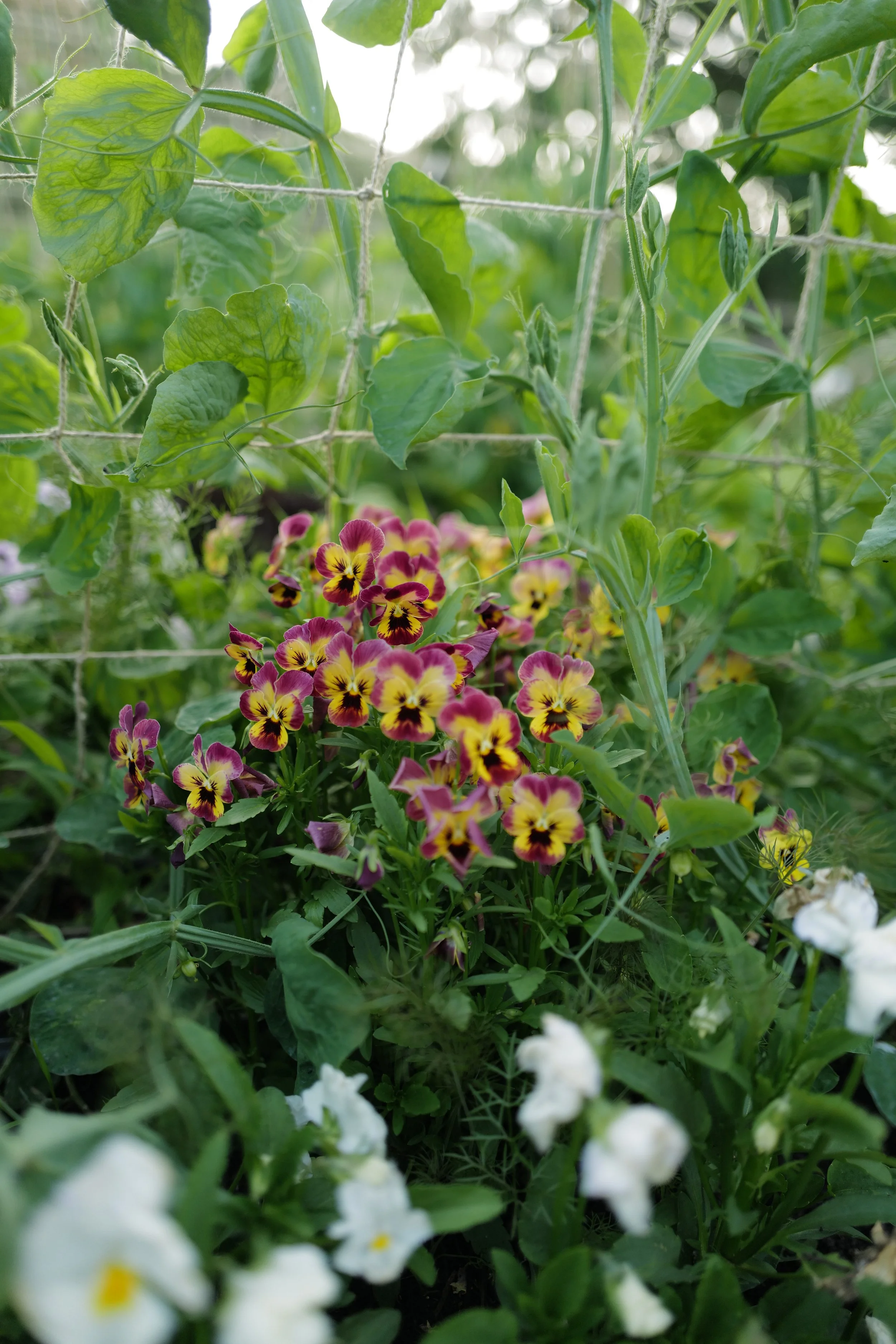 pandora rose2.JPG4.JPG