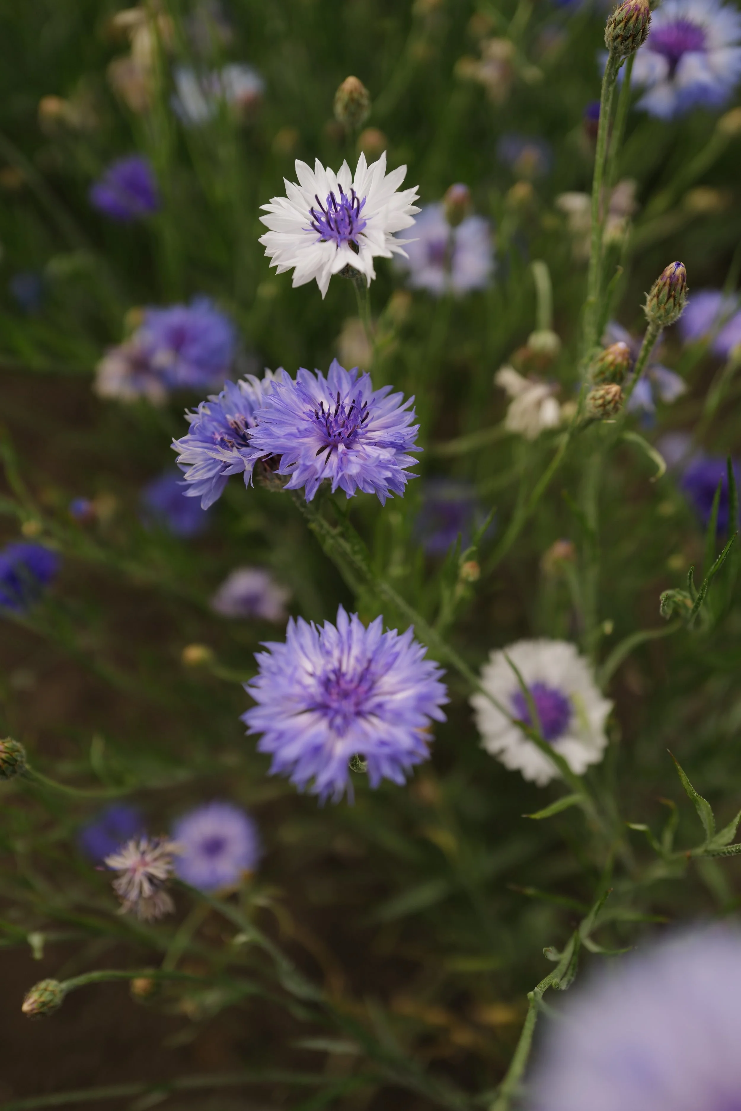 L1550538.JPG