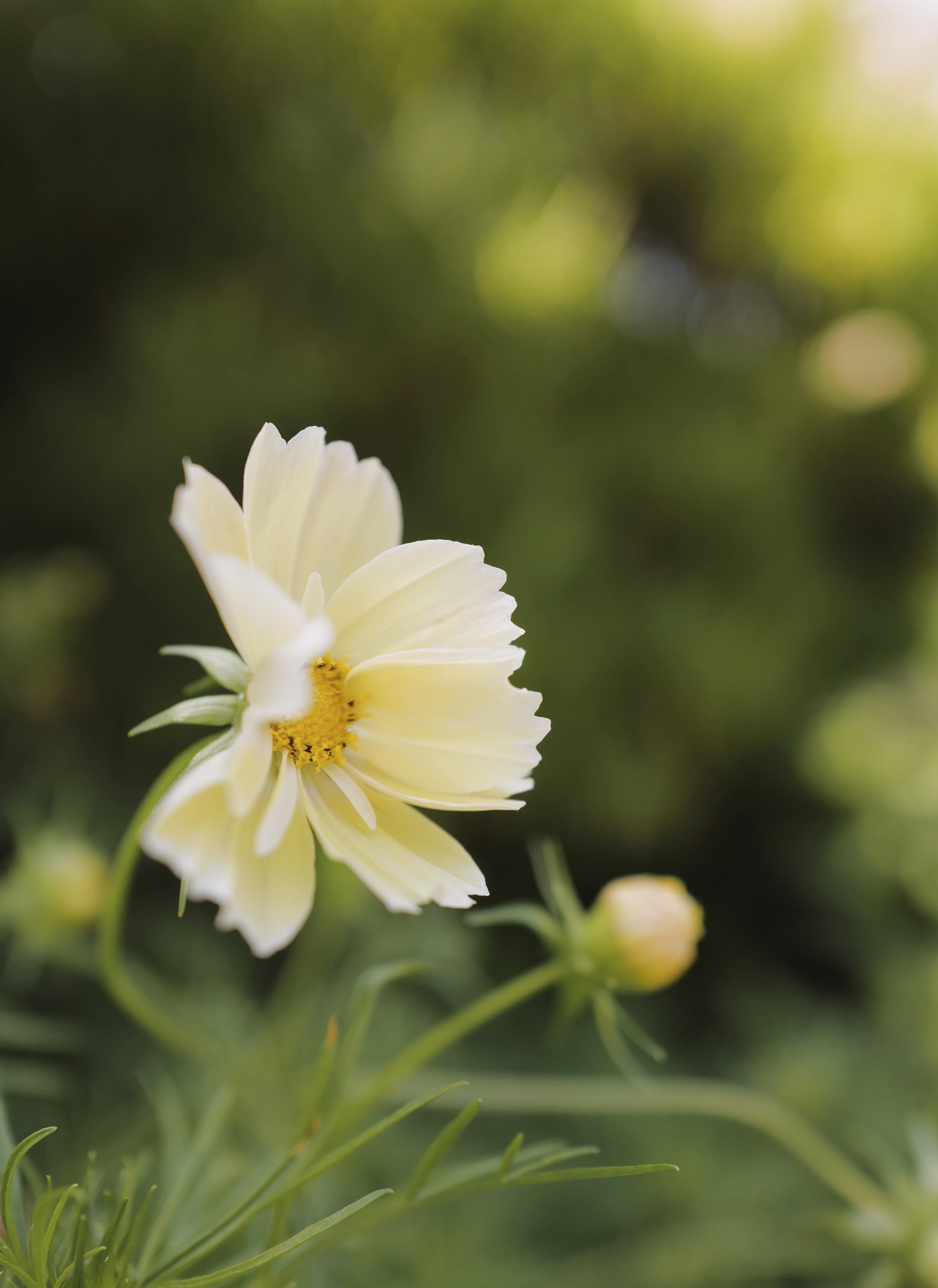 Cosmos 'Xanthos'