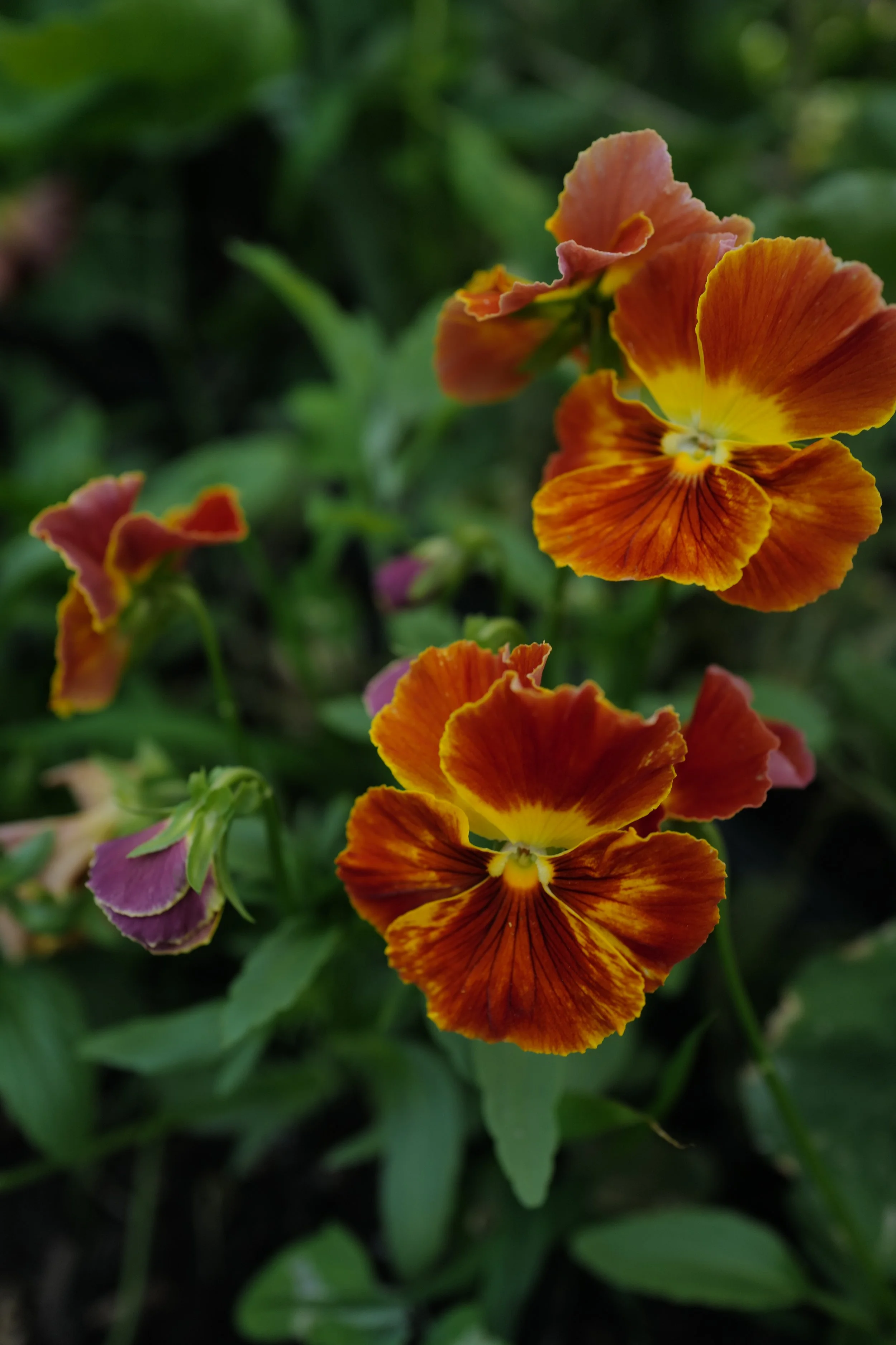 flambe red shades57.JPG