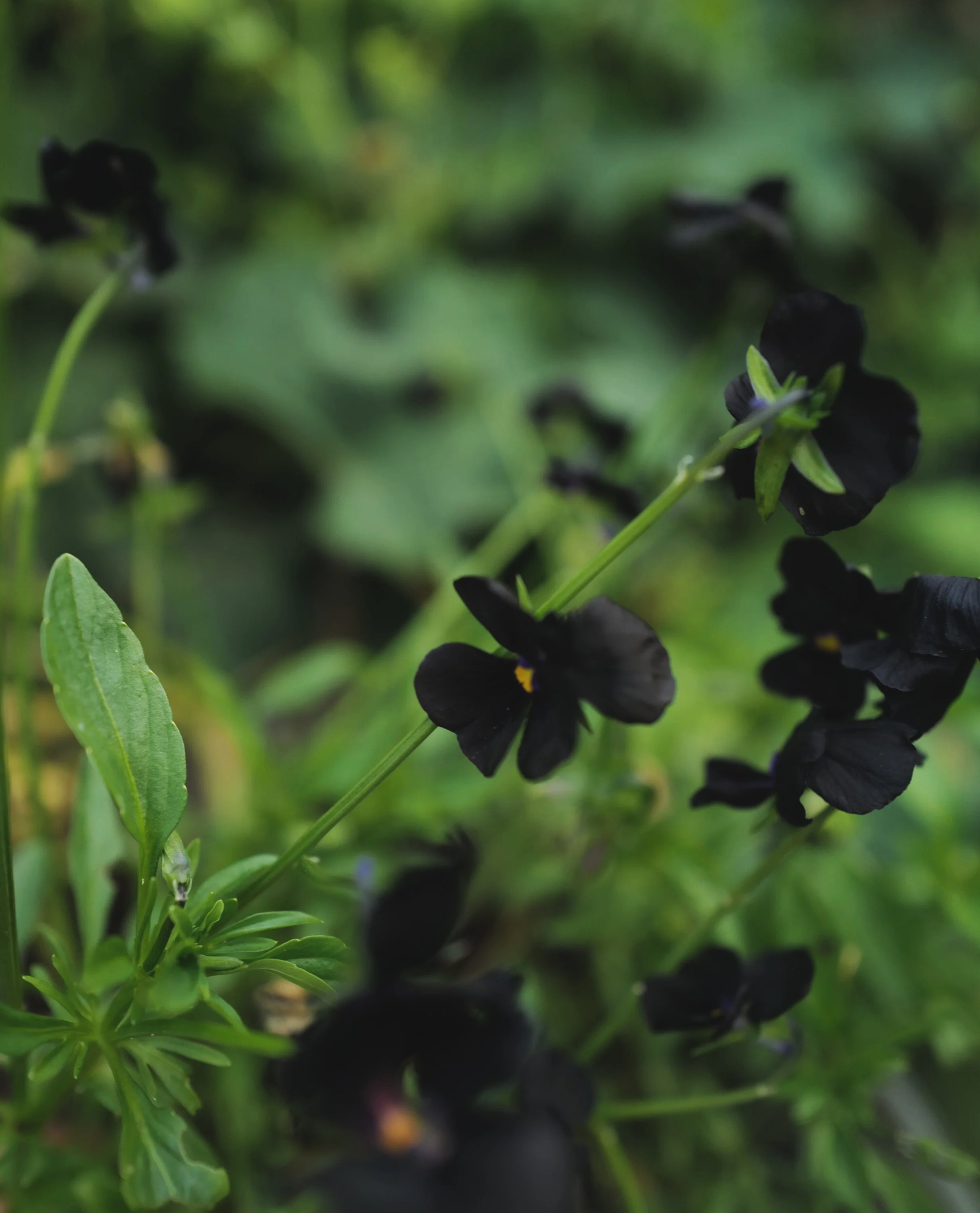 Back+to+Black+Viola11.png