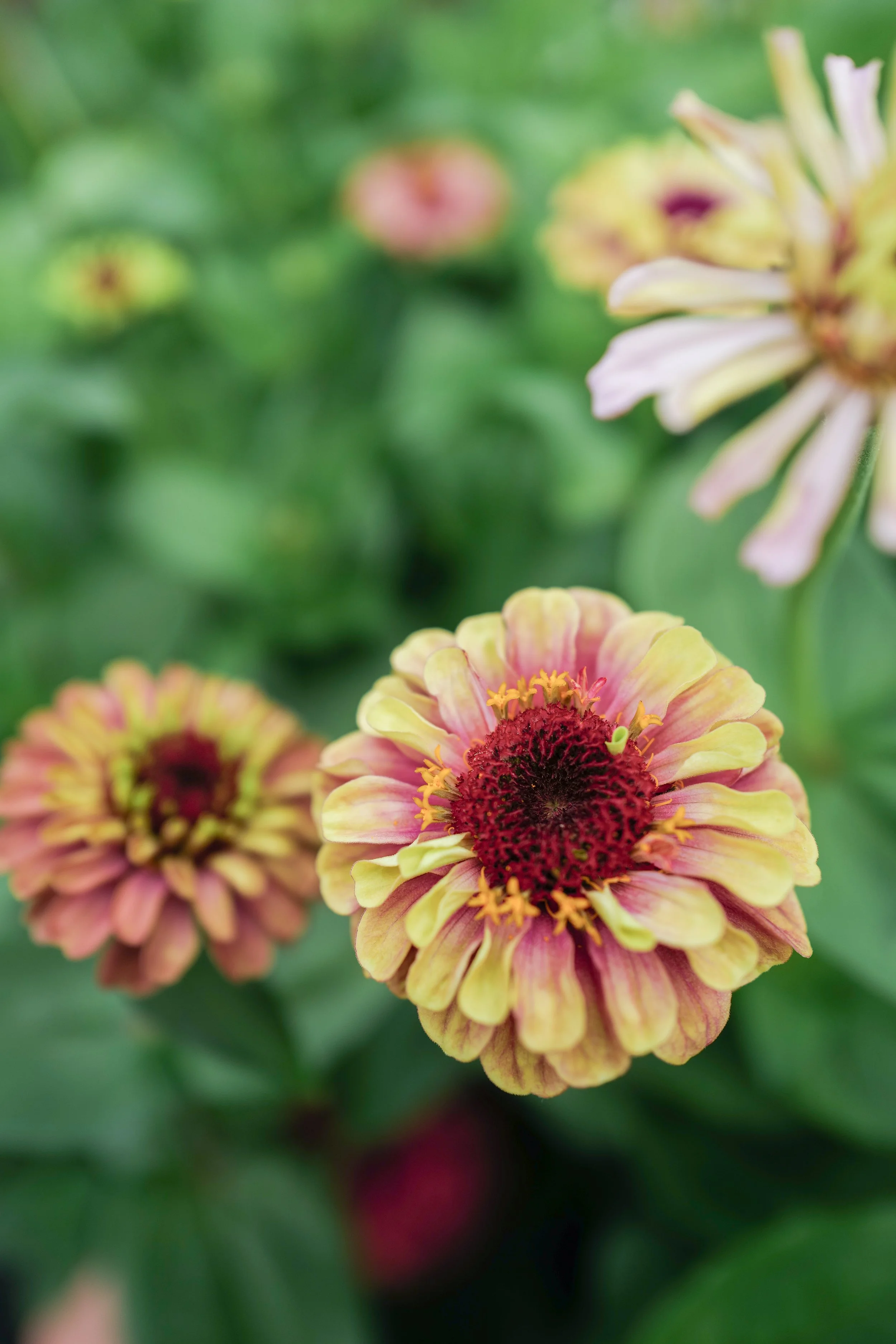 zinnia queeny lime blush5.jpg