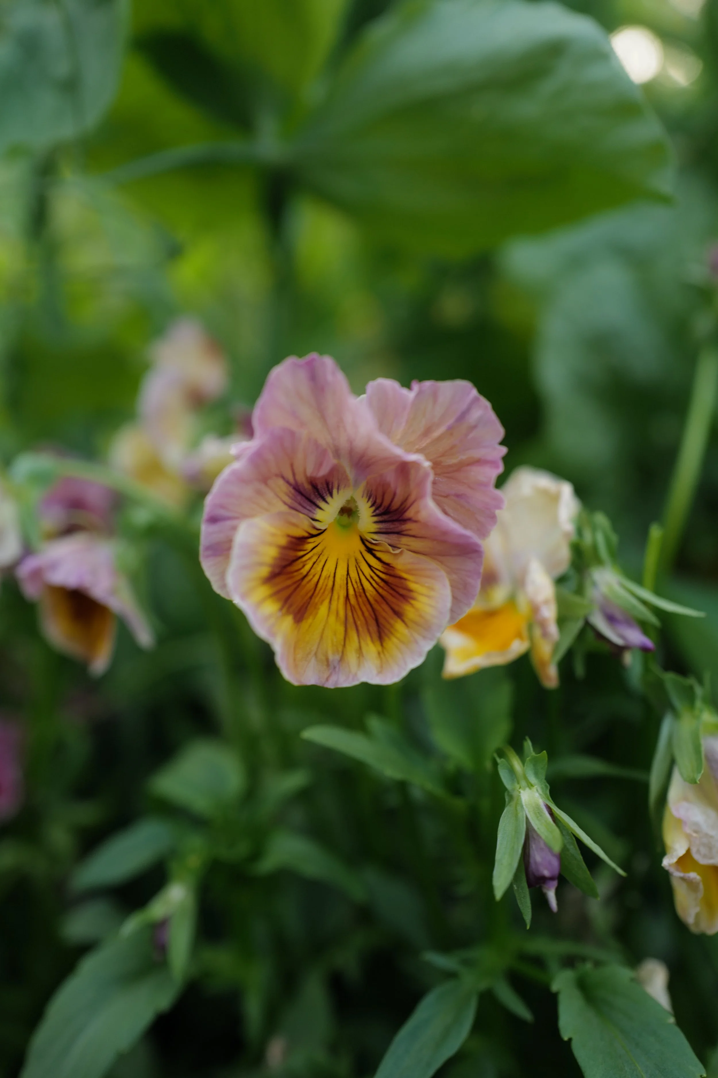 flamenco terracotta95.JPG