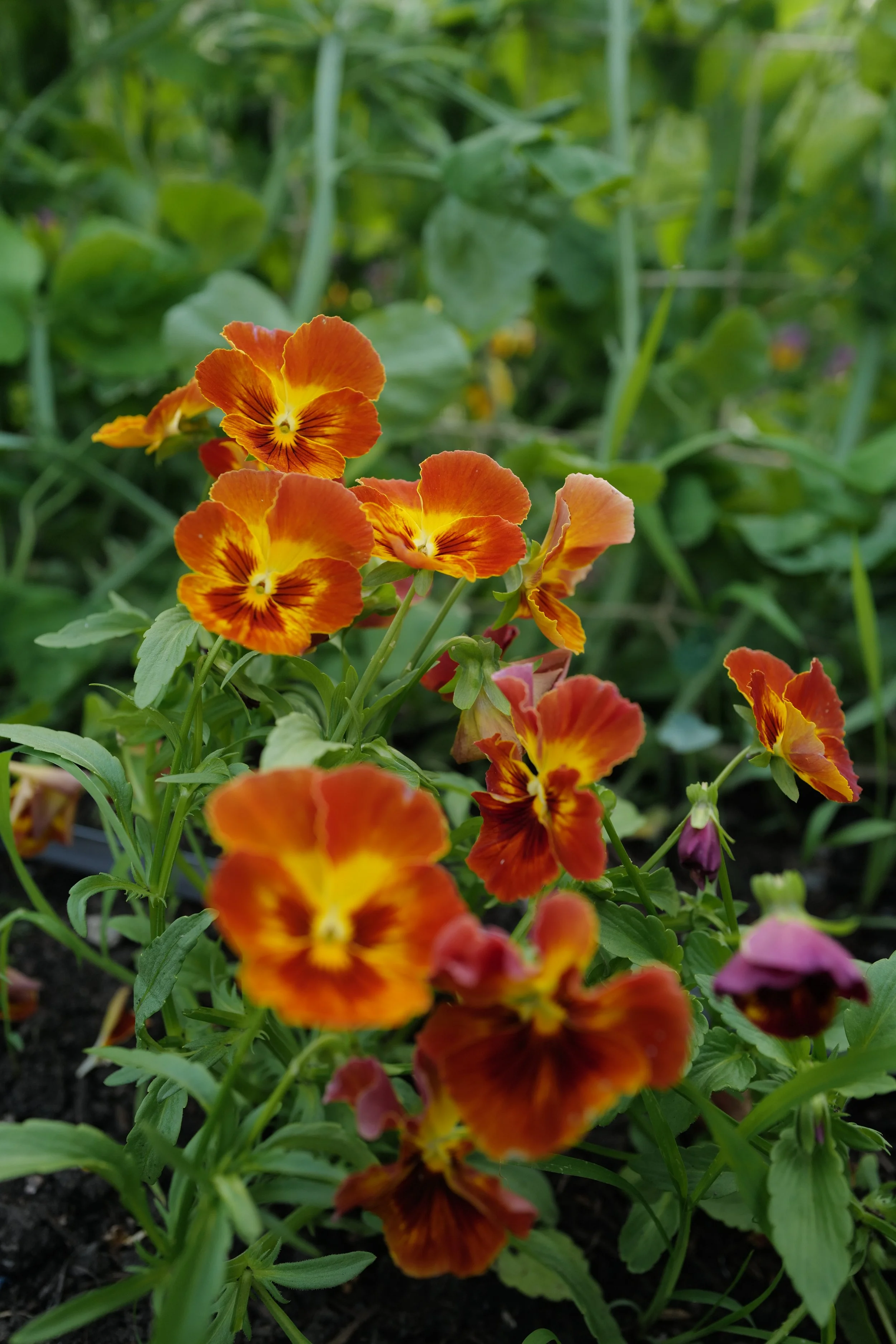 flambe red shades53.JPG