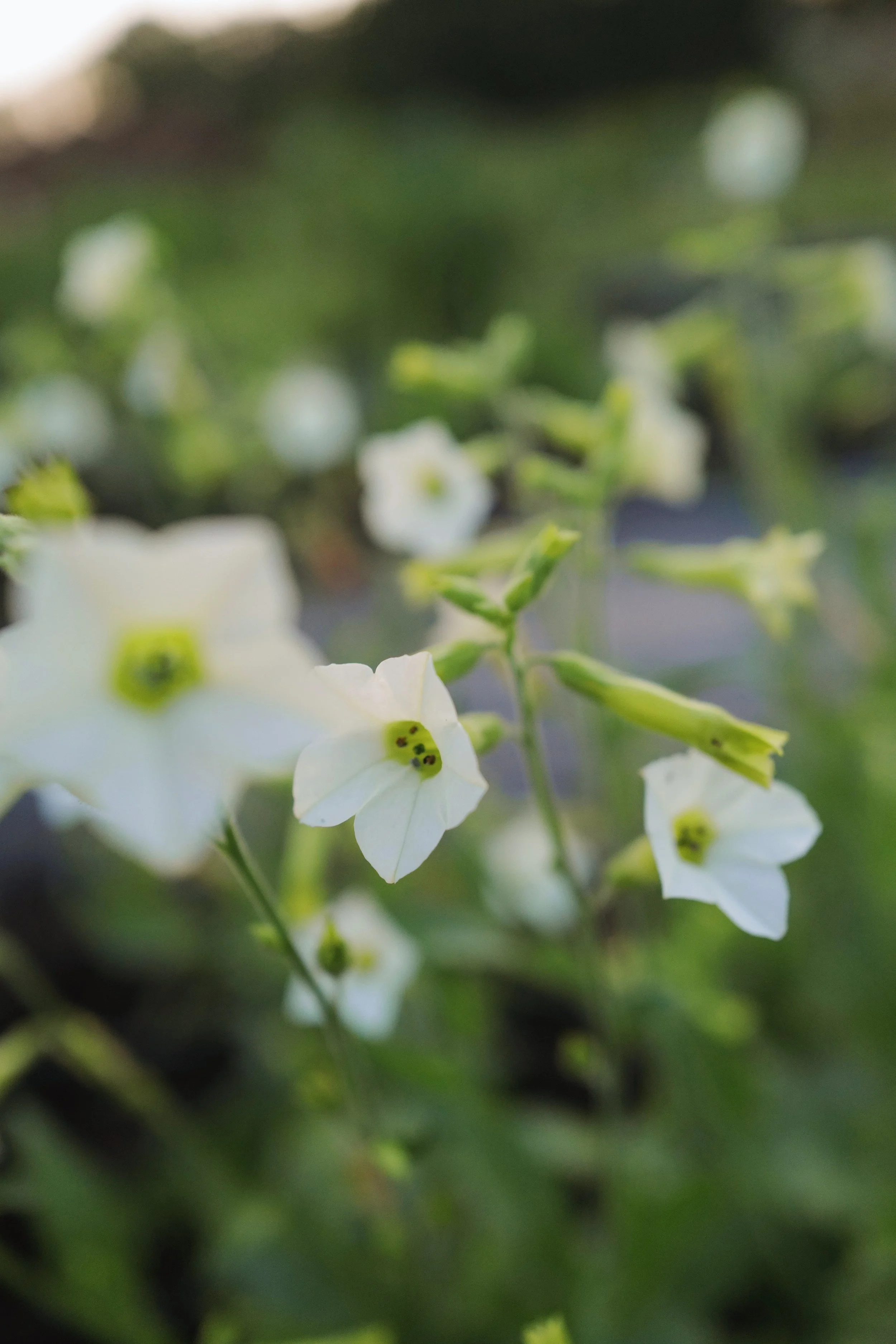 nicotiana starlight dancer7.jpeg