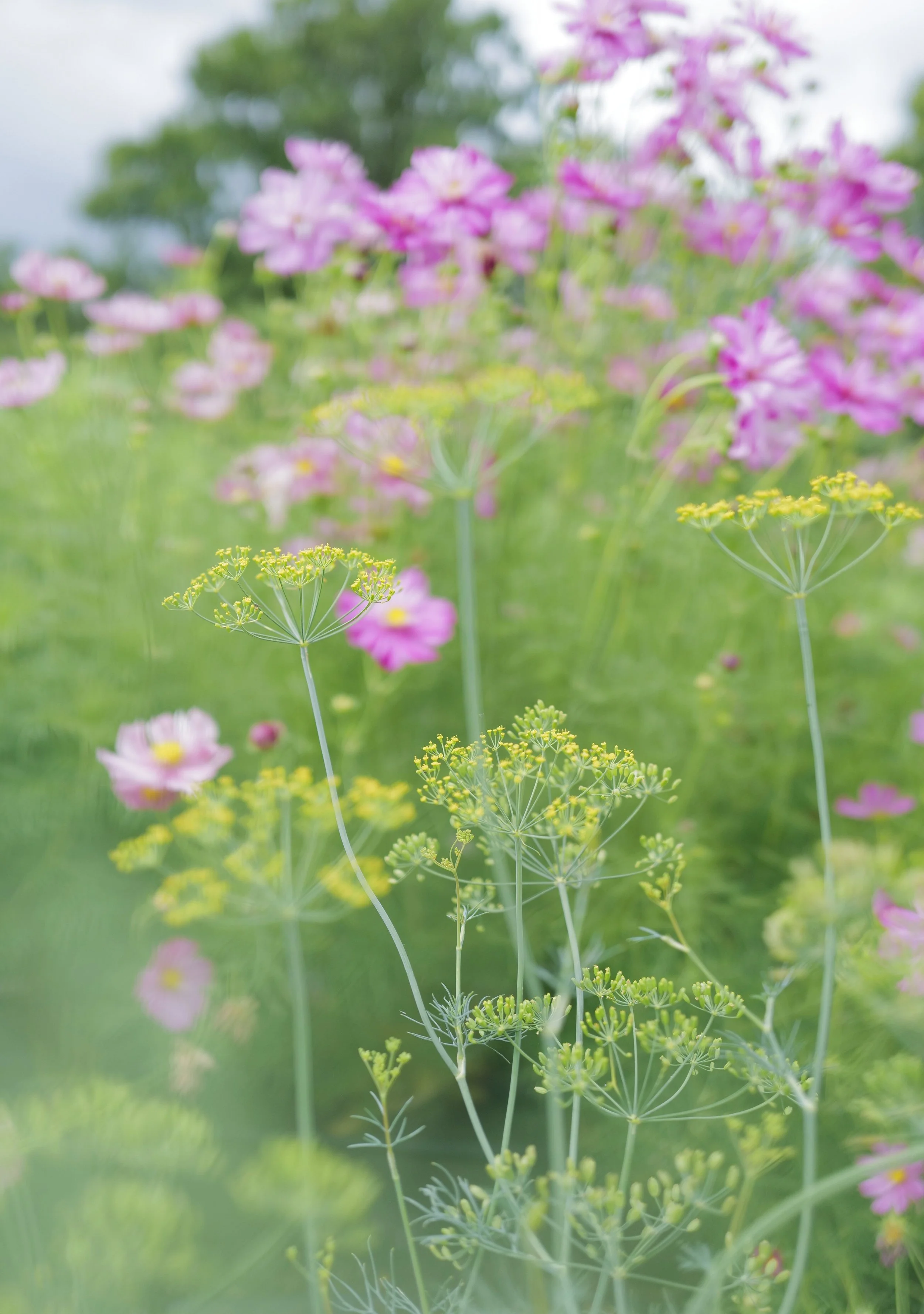Dill Bouquet 'Tetra'