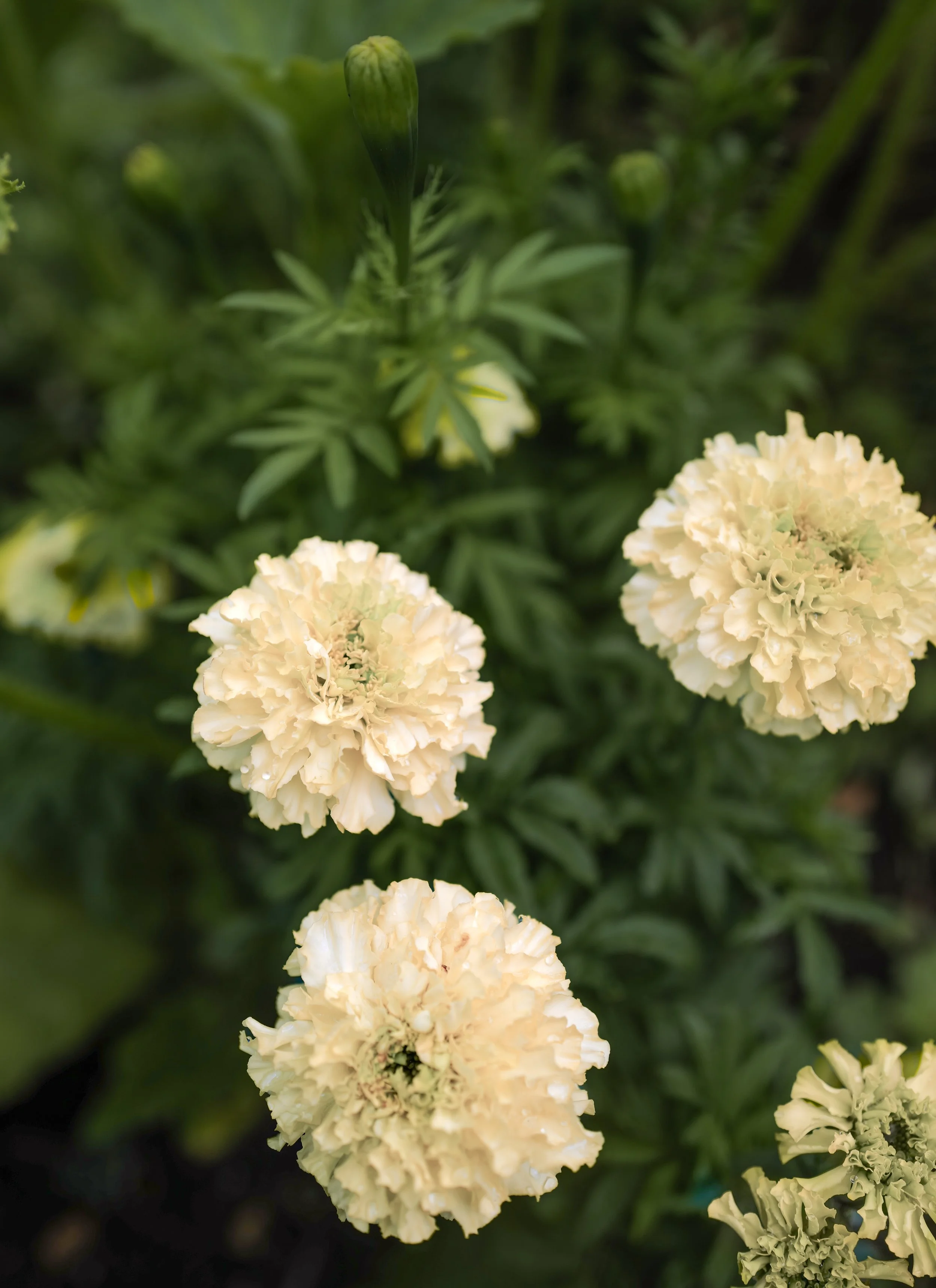 tagates ivory moon2.jpg