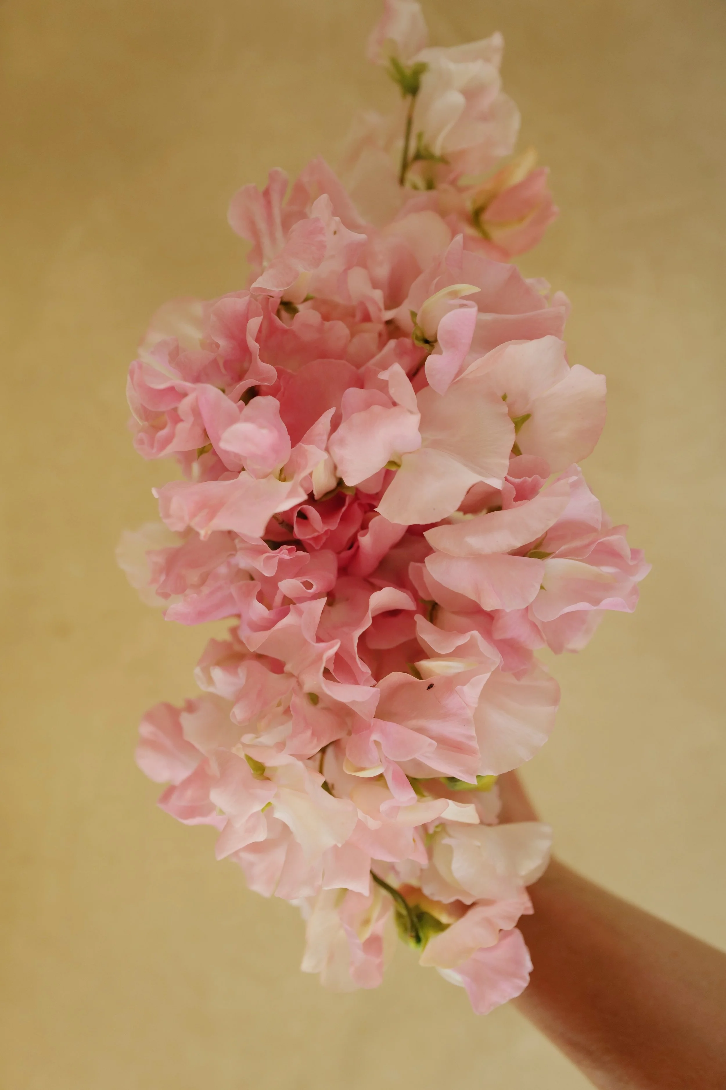 Sweet Pea 'Patricia Marilyn'