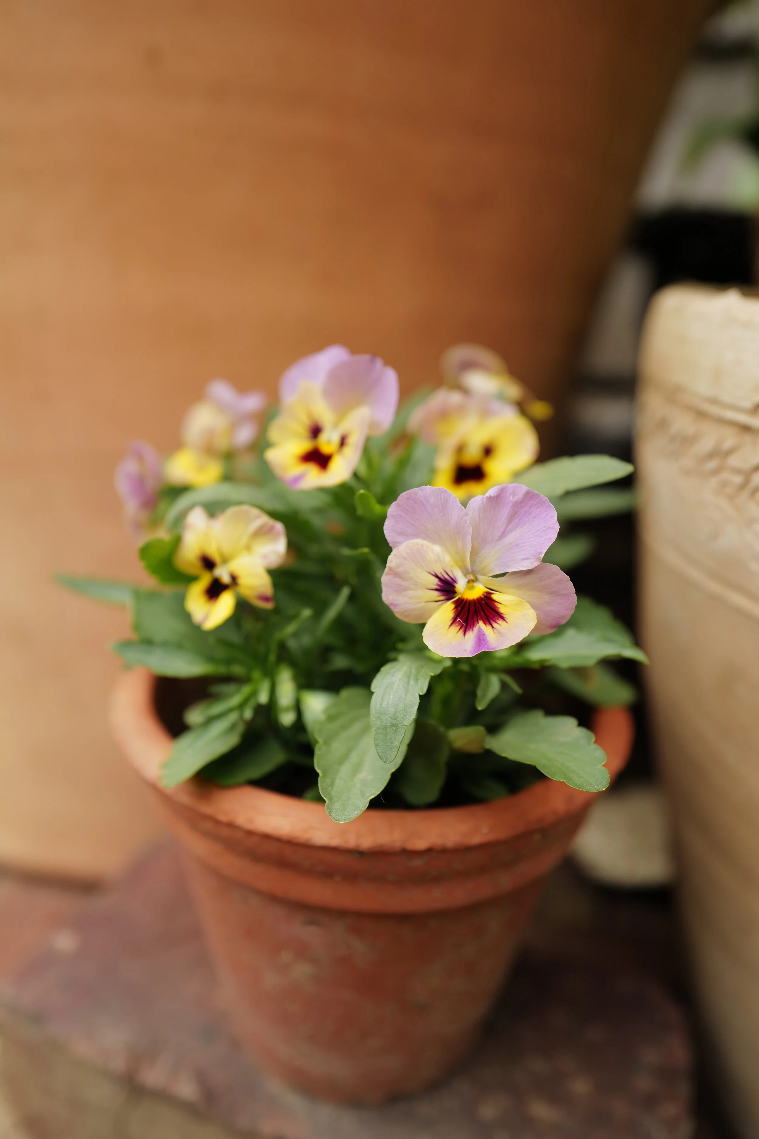 caramel rose shades66.JPG