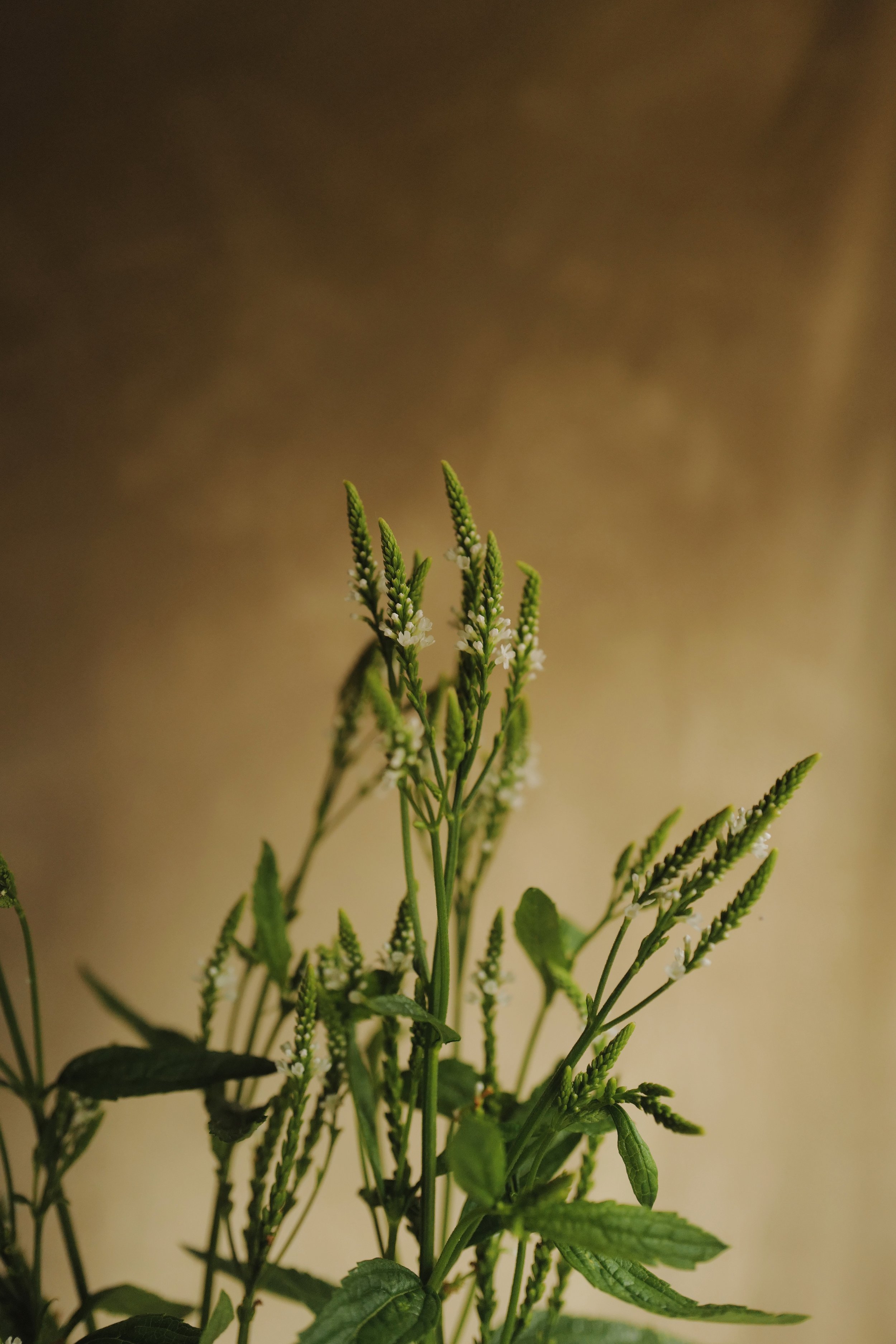L1300342-VSCO.jpeg