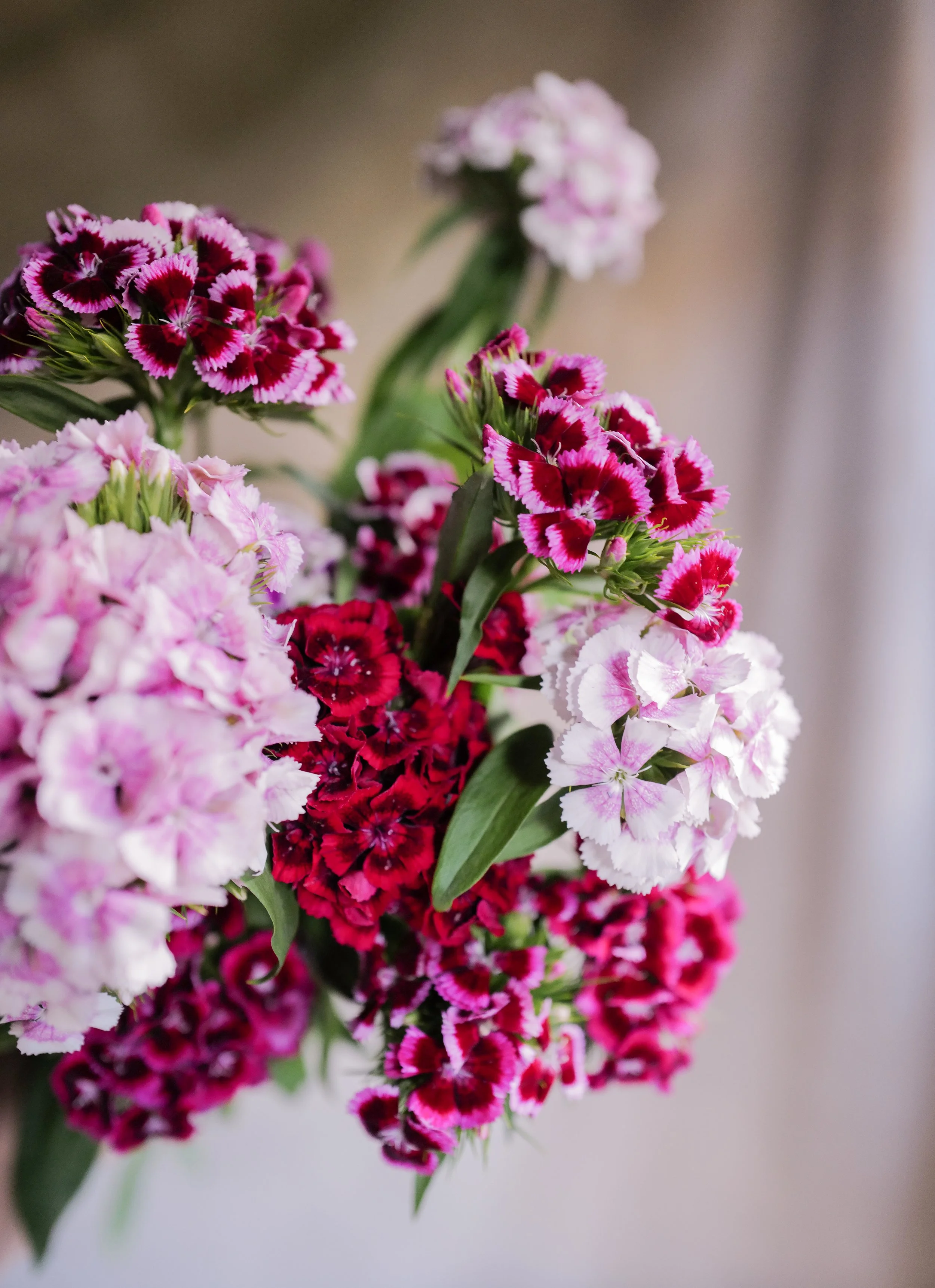 Sweet William 'Hollandia Garden Mix'