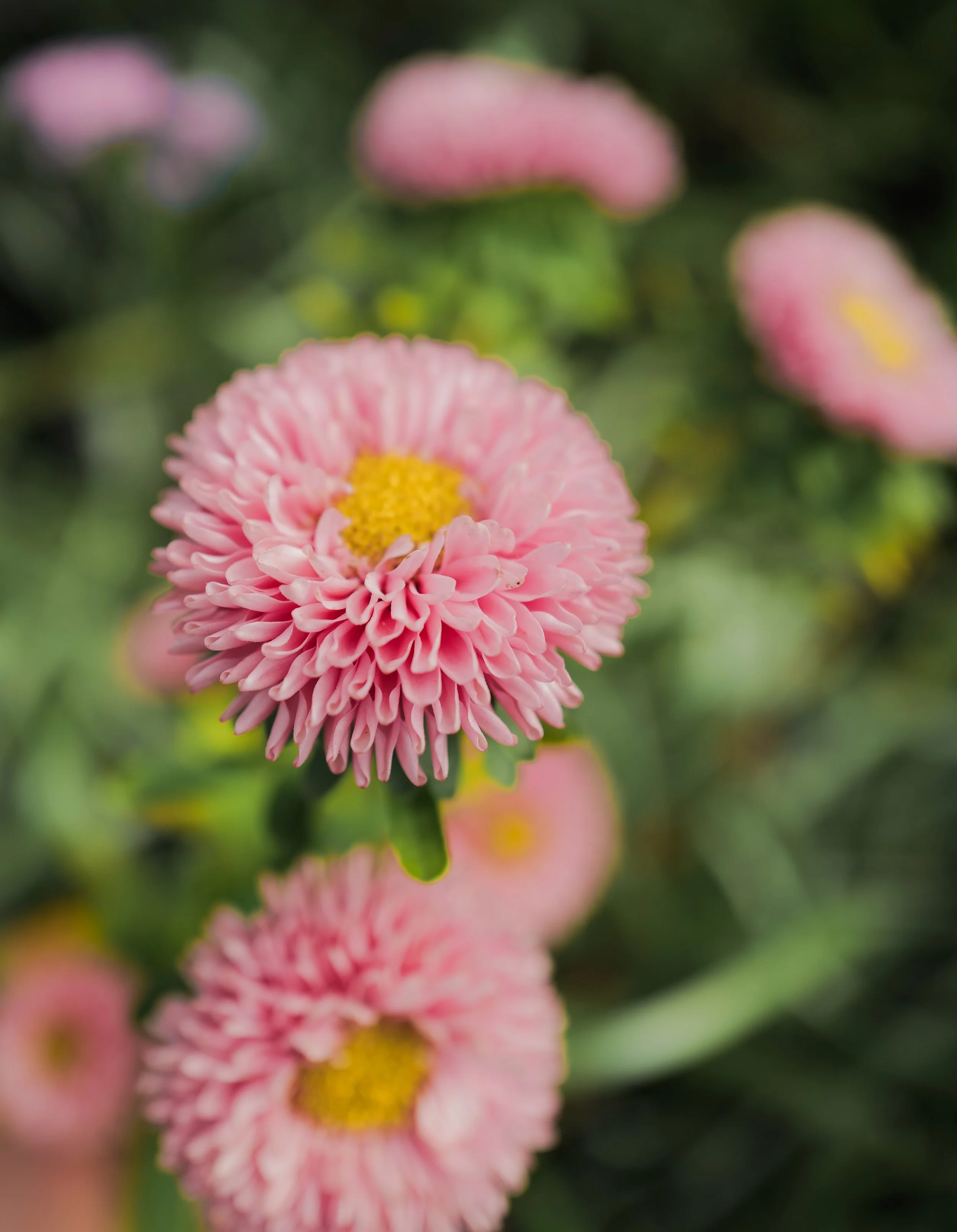 Aster masamuto apricot3.jpg