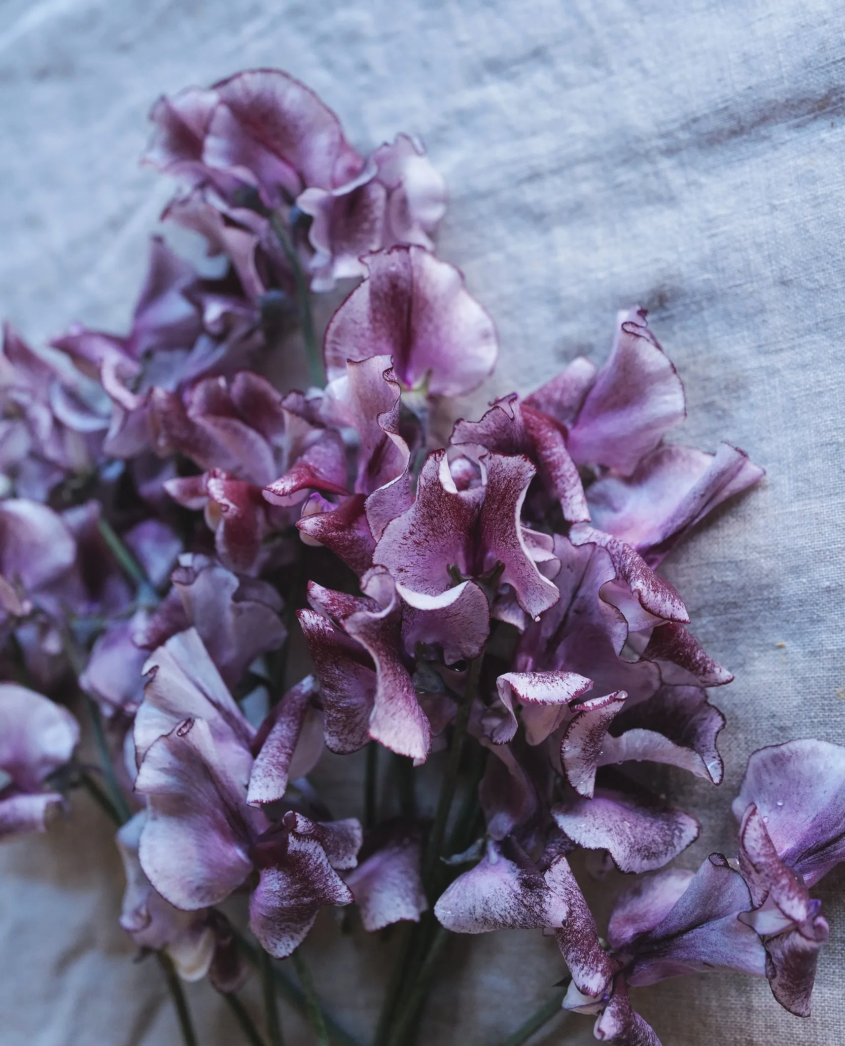 Sweet Pea 'Aurora Borealis' *Limited Stock*