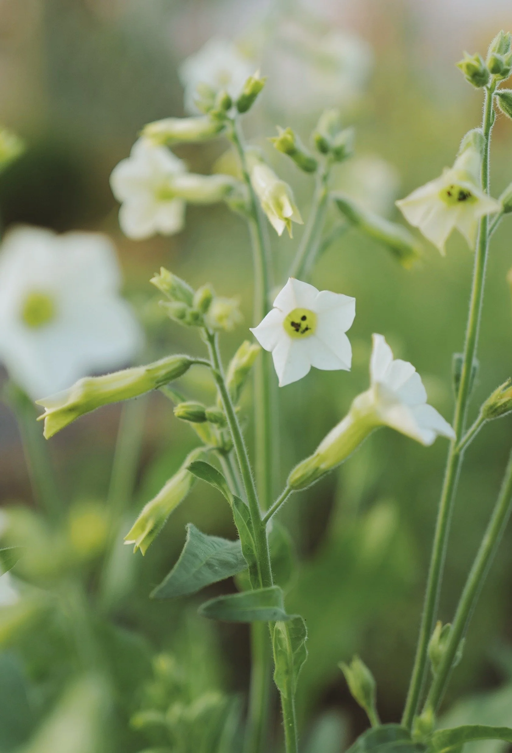 nicotiana starlight dancer5.jpeg