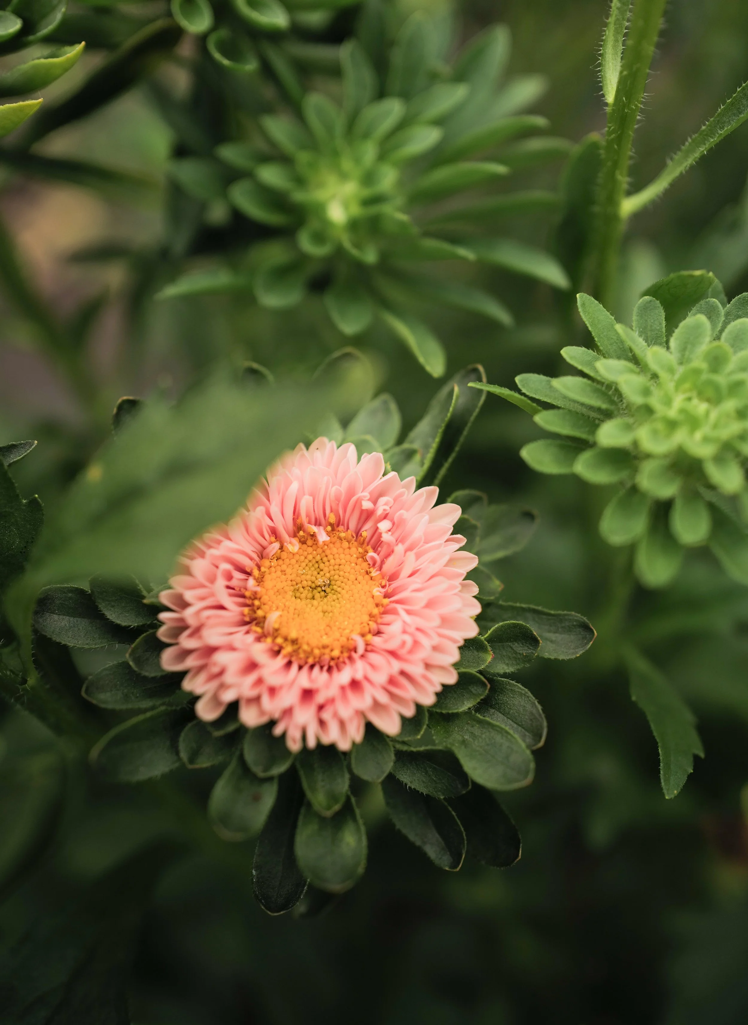 Aster masamuto apricot1.jpg