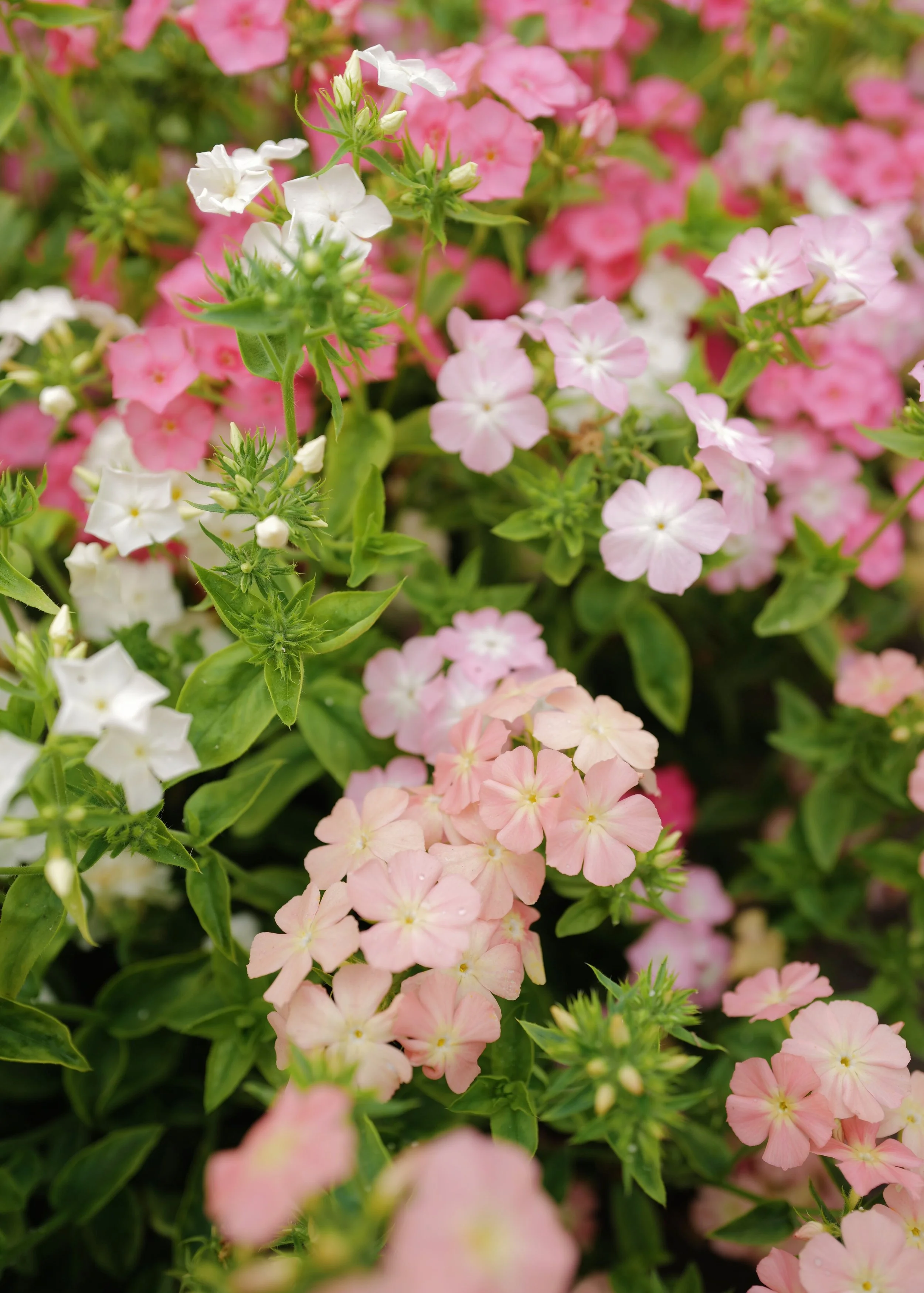 phlox coral reef8.jpeg