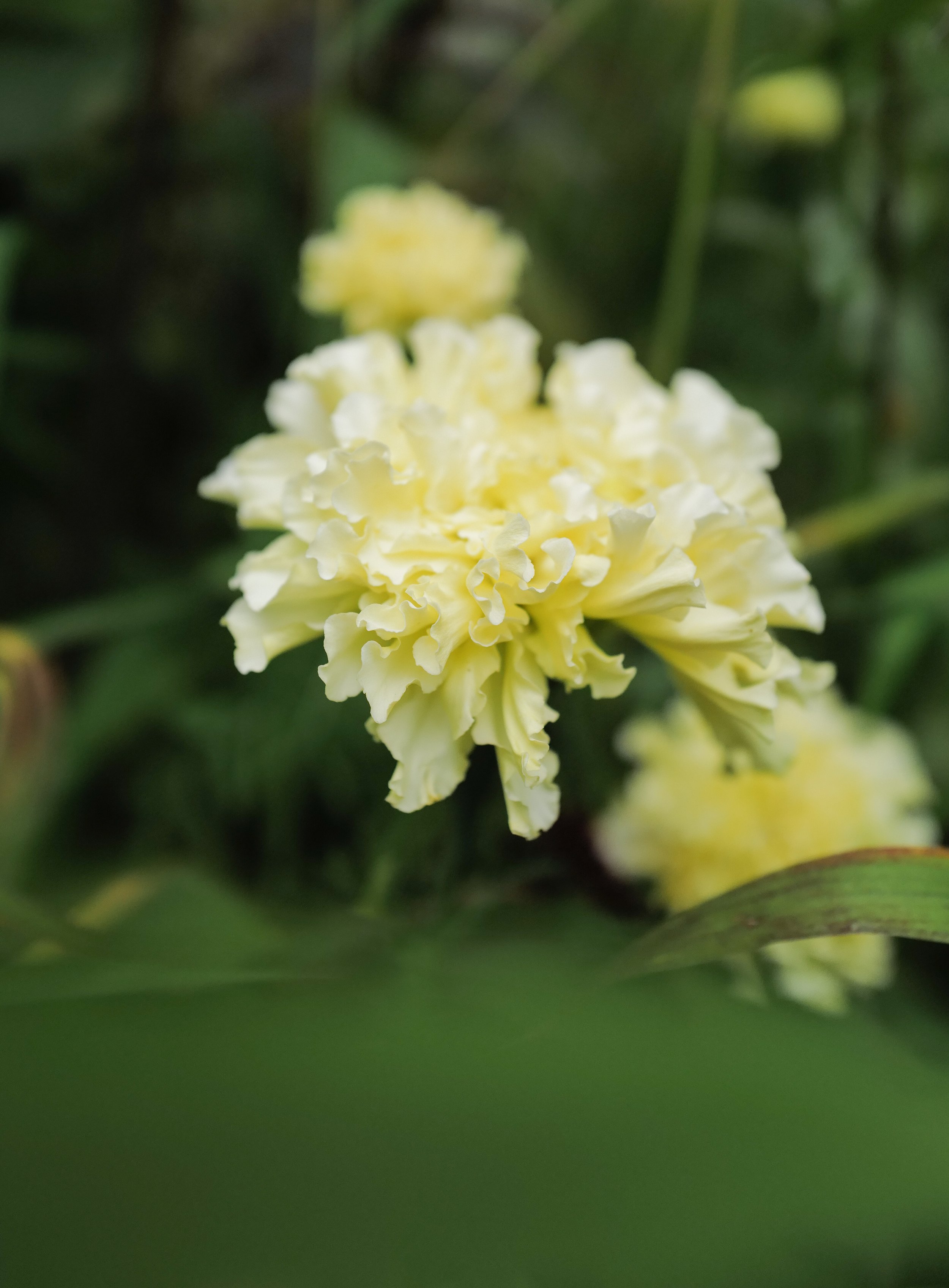 Tagetes 'Ivory Moon'